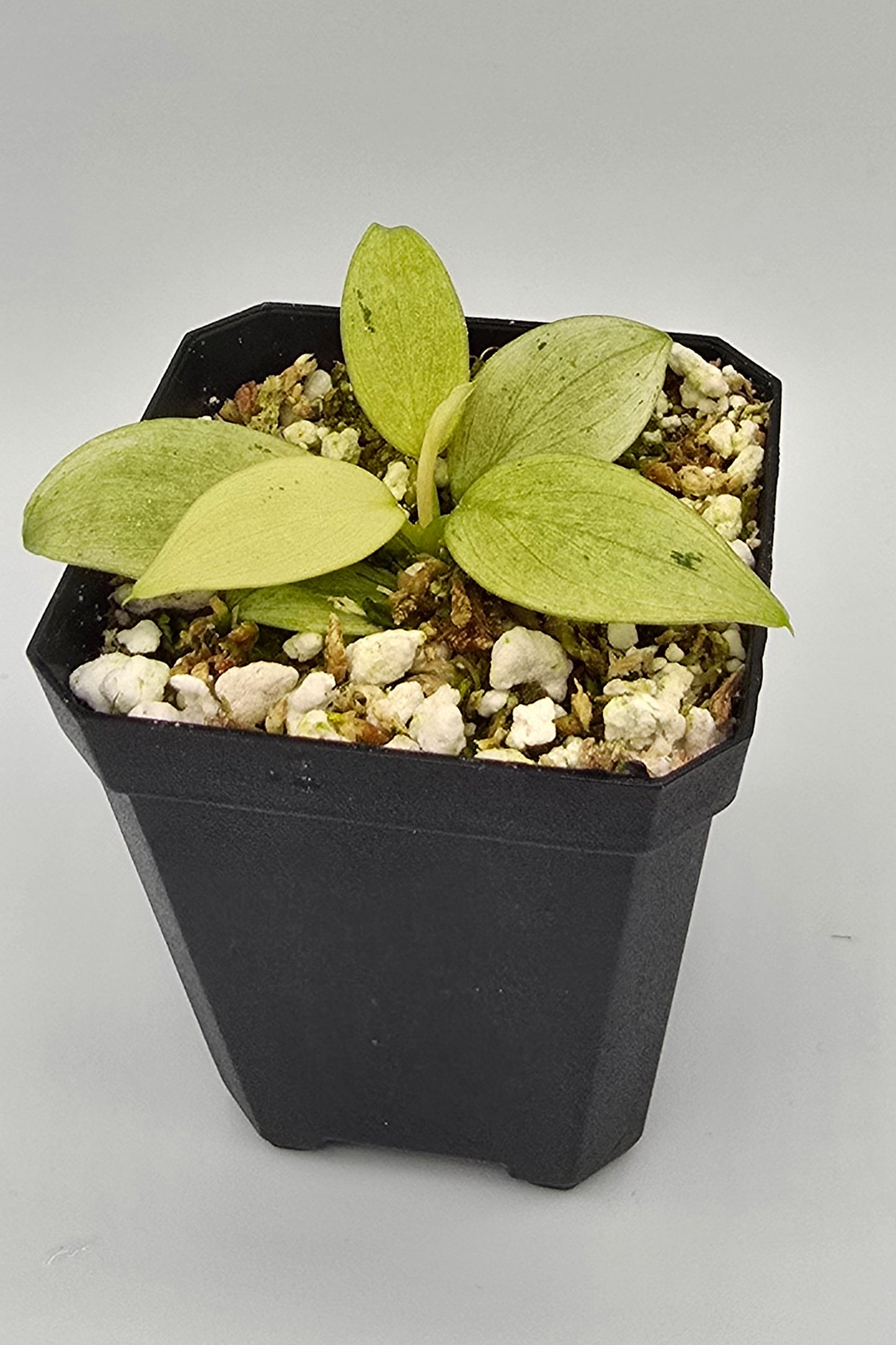 Philodendron Whipple Way Variegata