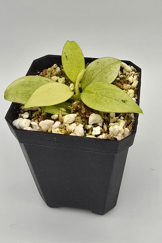Philodendron Whipple Way Variegata