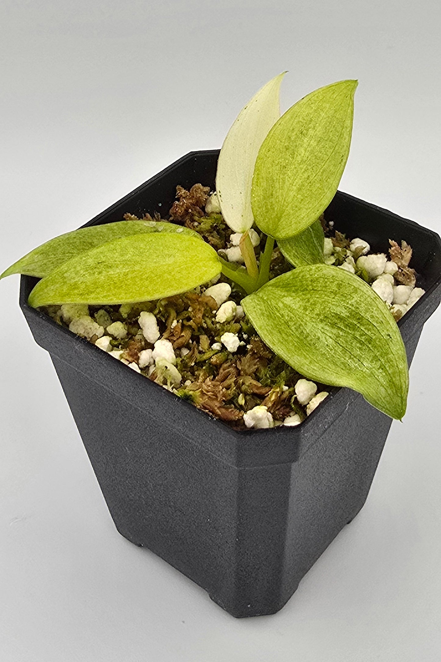 Philodendron Whipple Way Variegata