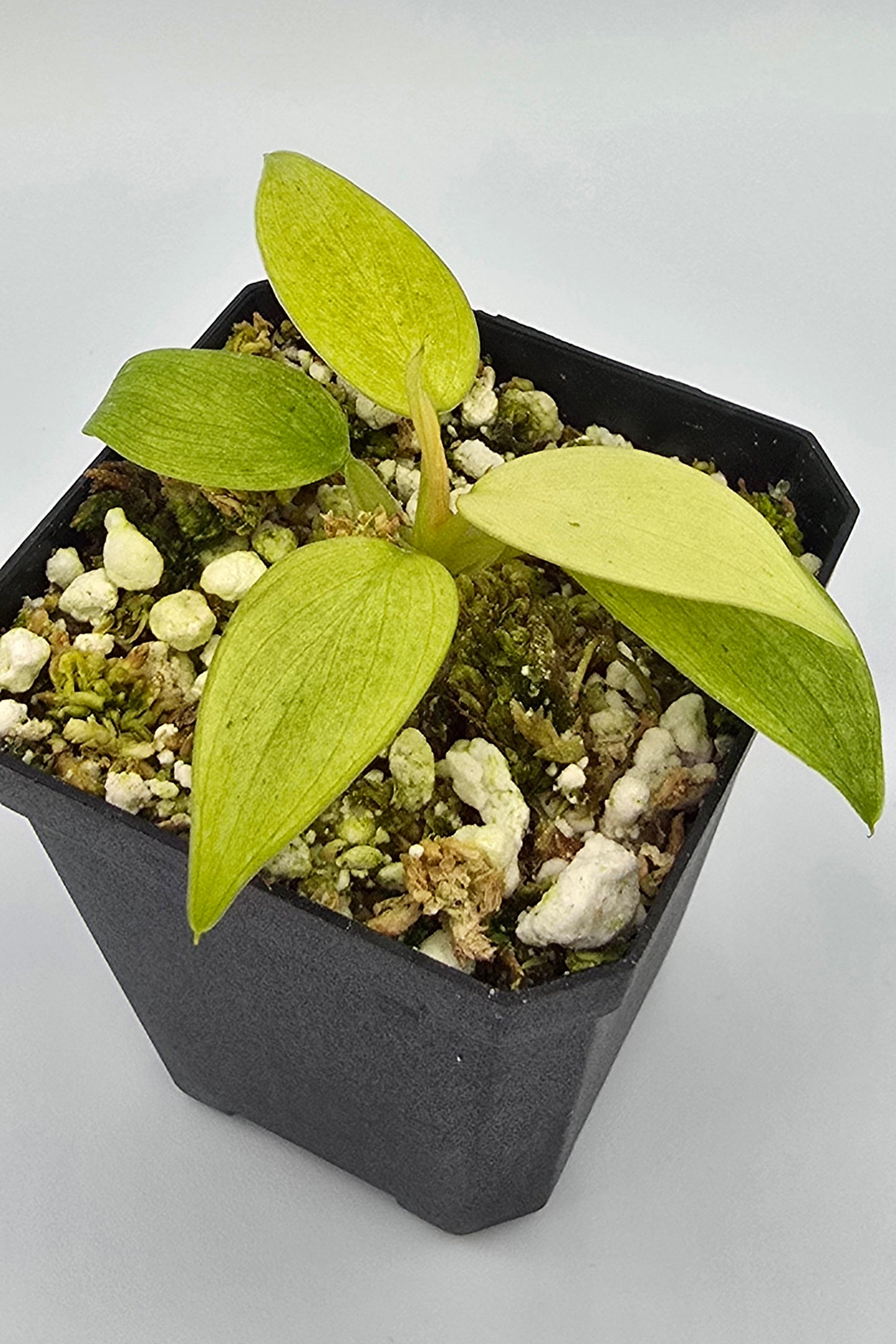 Philodendron Whipple Way Variegata
