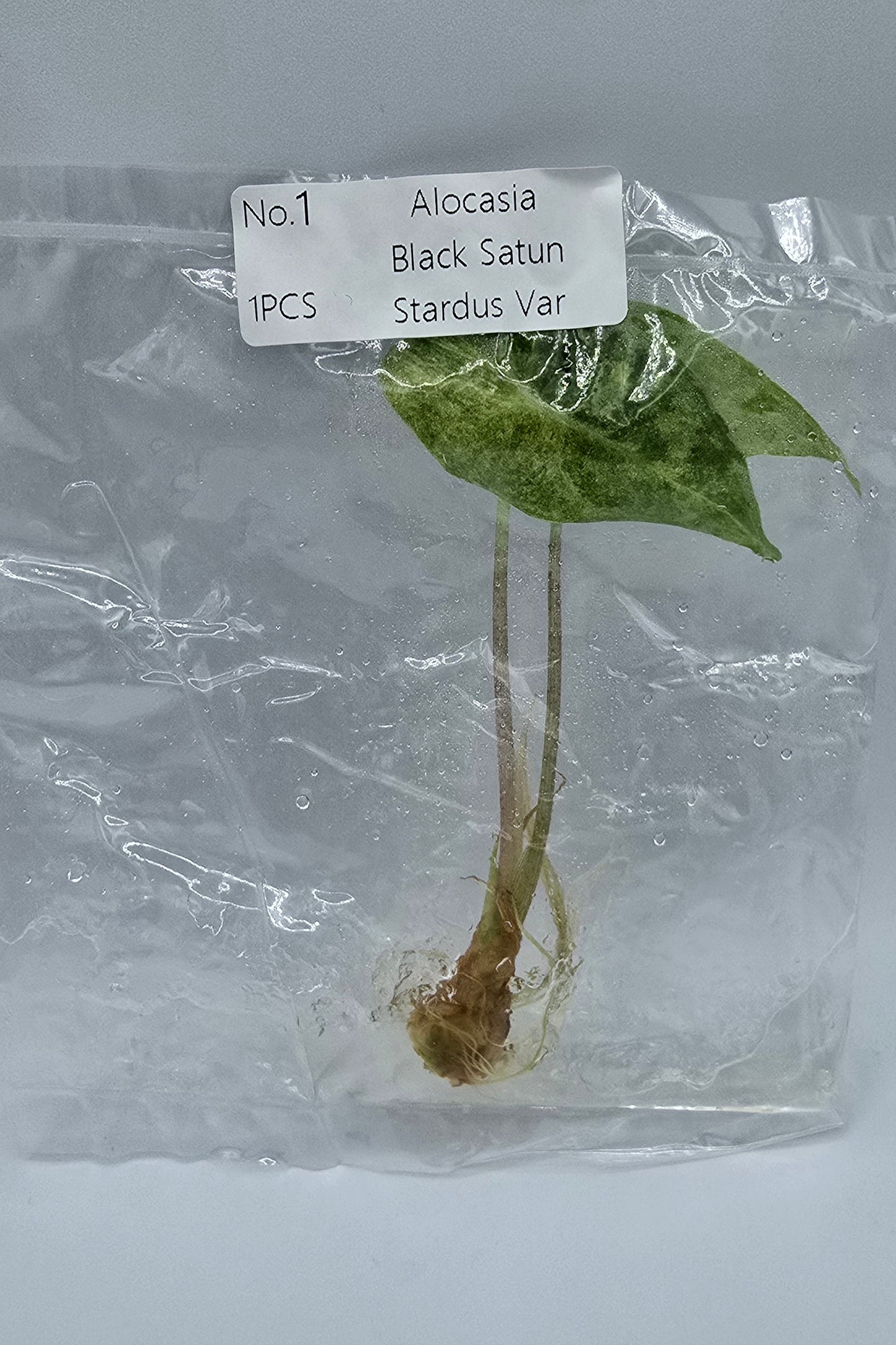 Alocasia Black Satun Stardust Pink Variegata