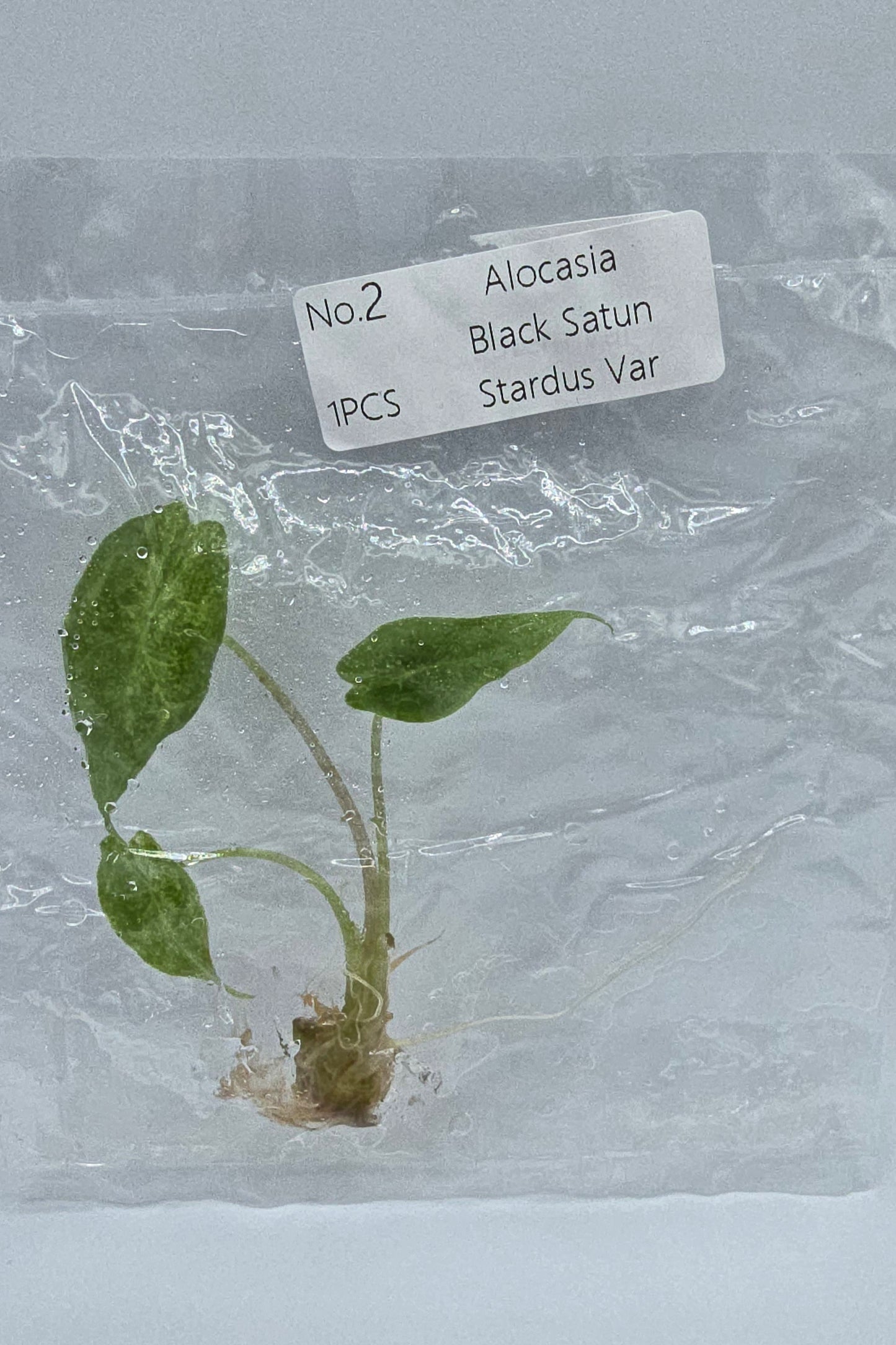 Alocasia Black Satun Stardust Pink Variegata