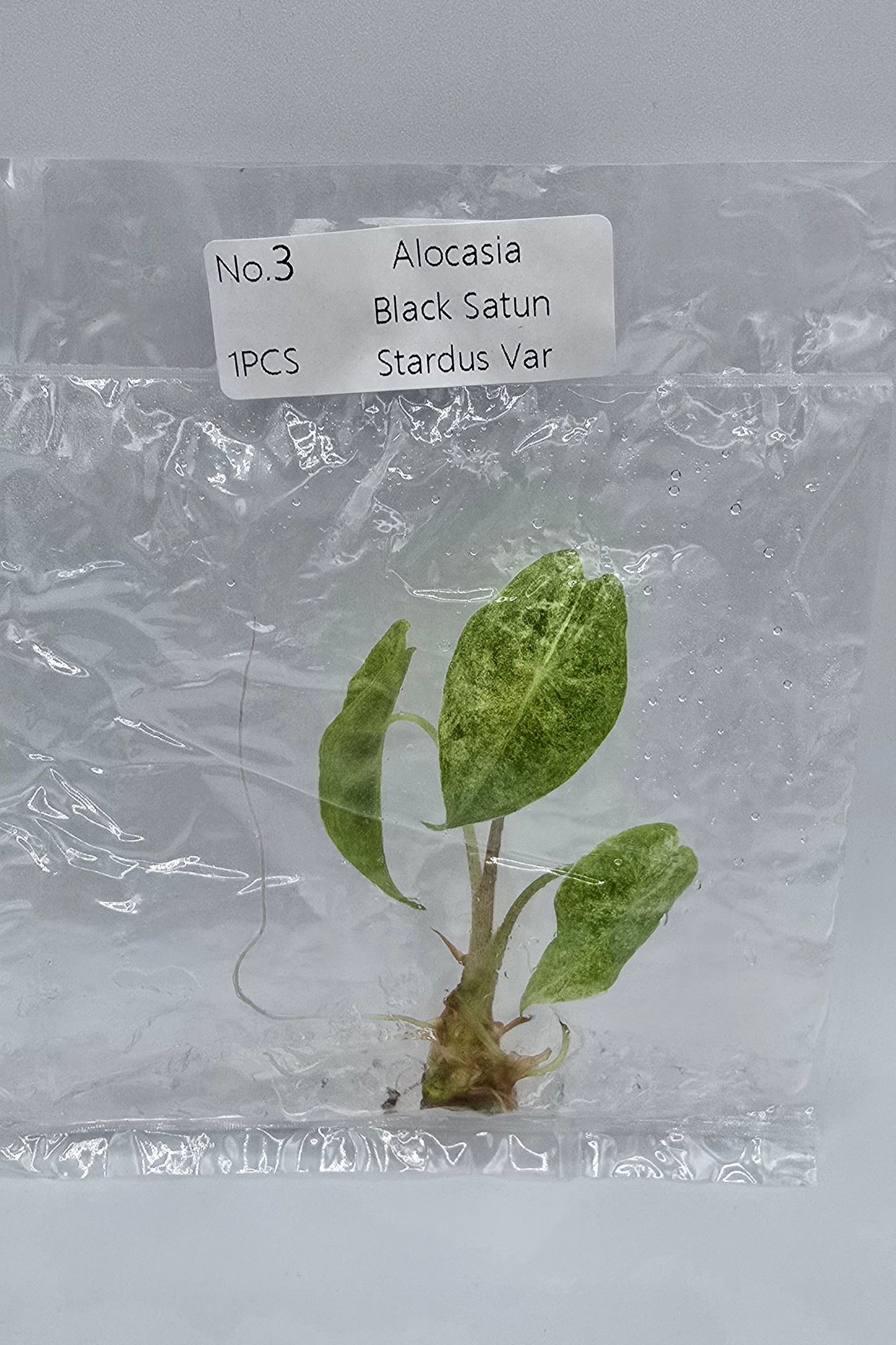 Alocasia Black Satun Stardust Pink Variegata