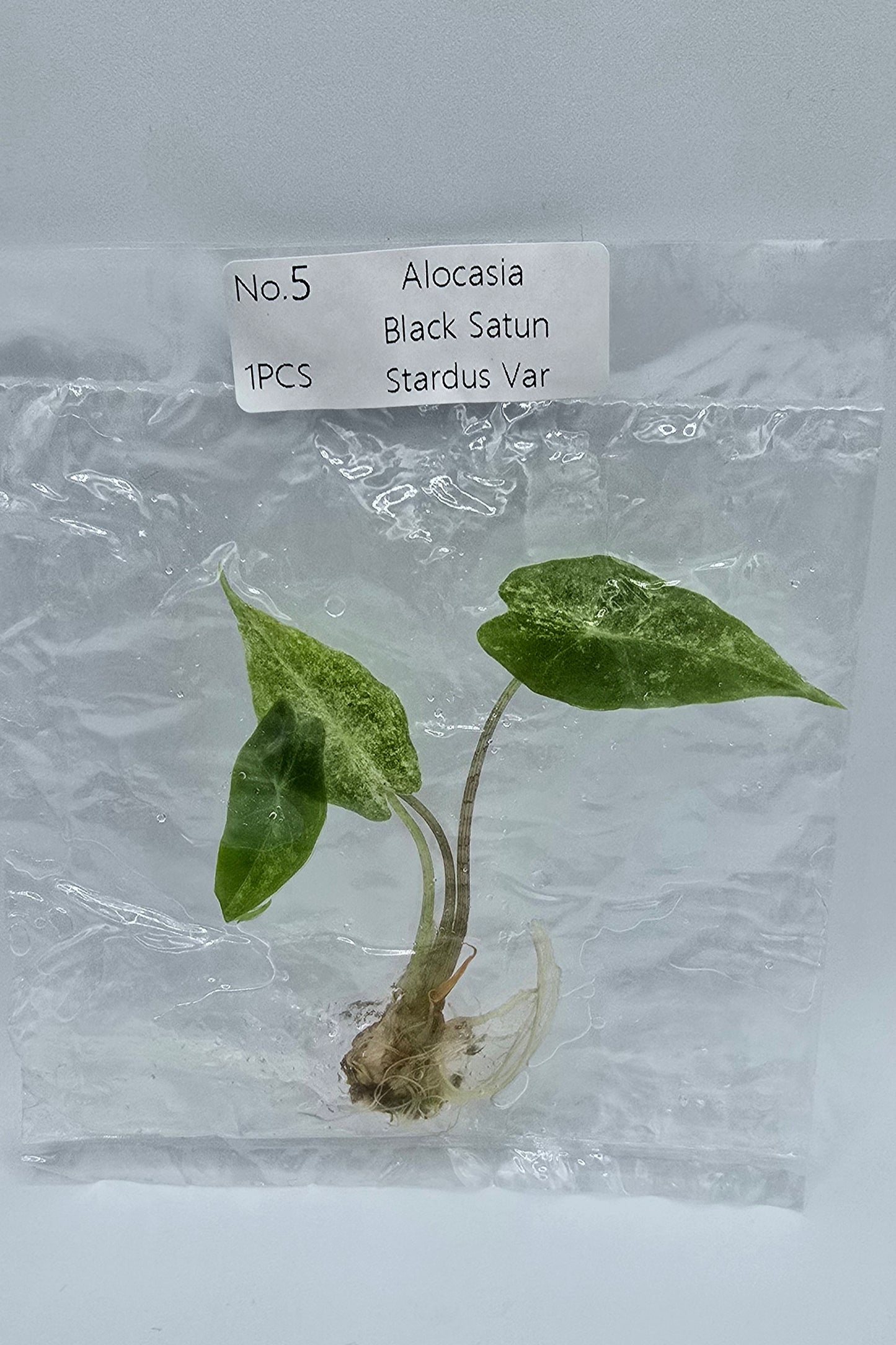 Alocasia Black Satun Stardust Pink Variegata