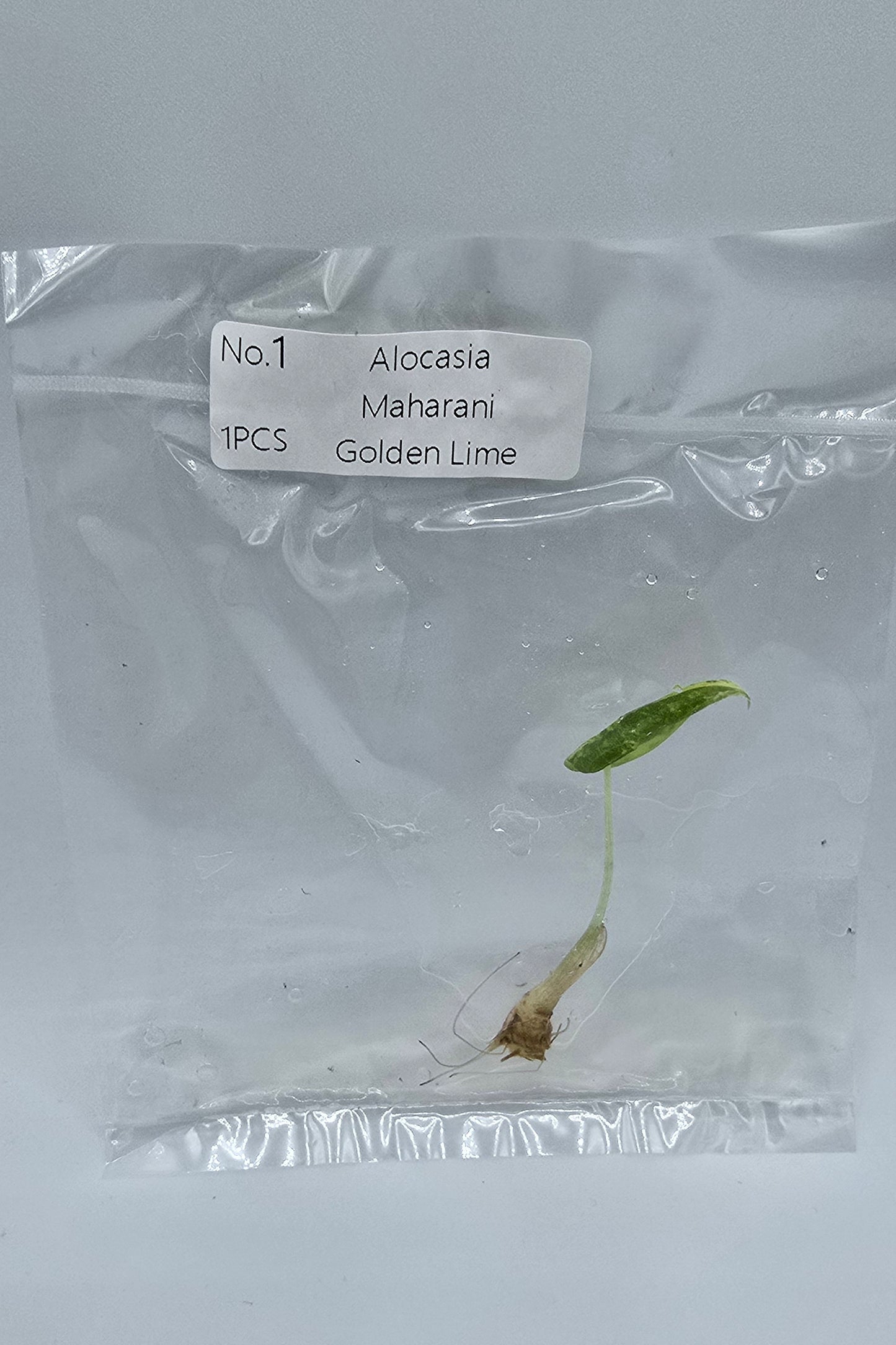 Alocasia Maharani Golden Lime Variegata