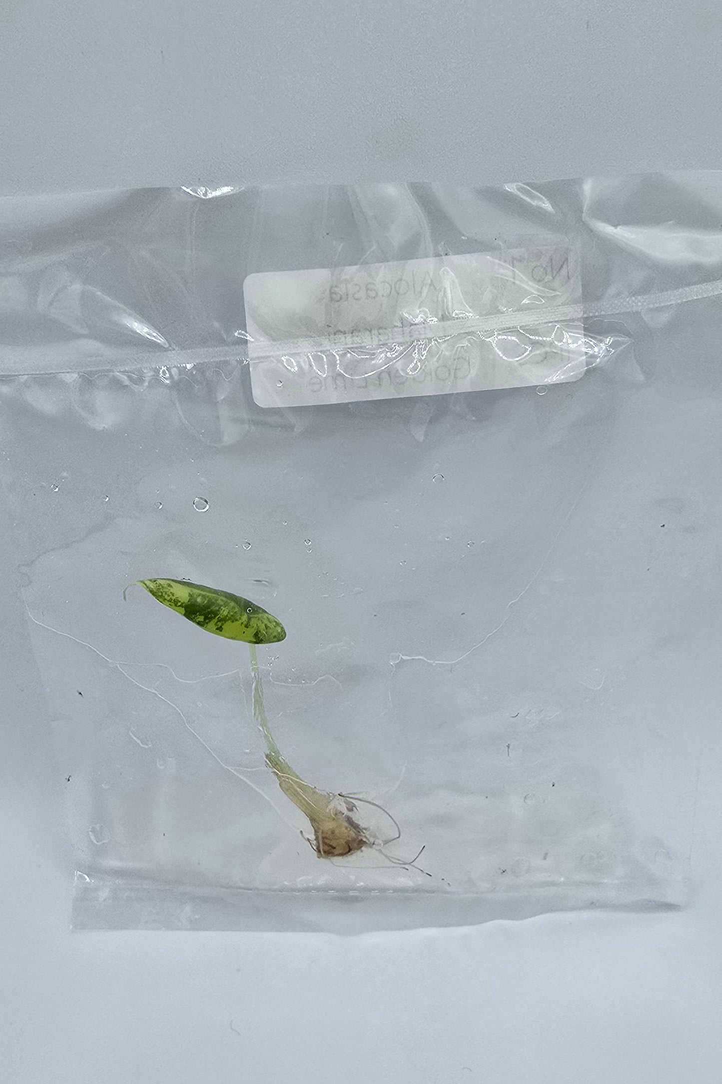Alocasia Maharani Golden Lime Variegata