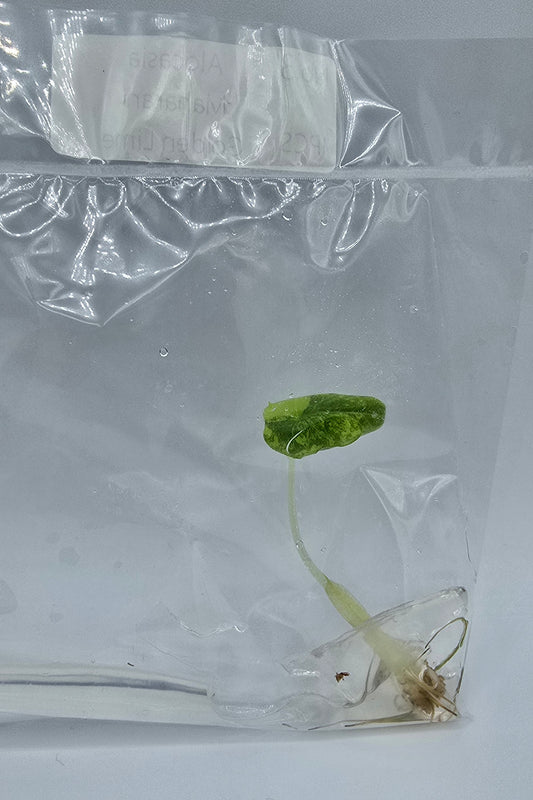 Alocasia Maharani Golden Lime Variegata
