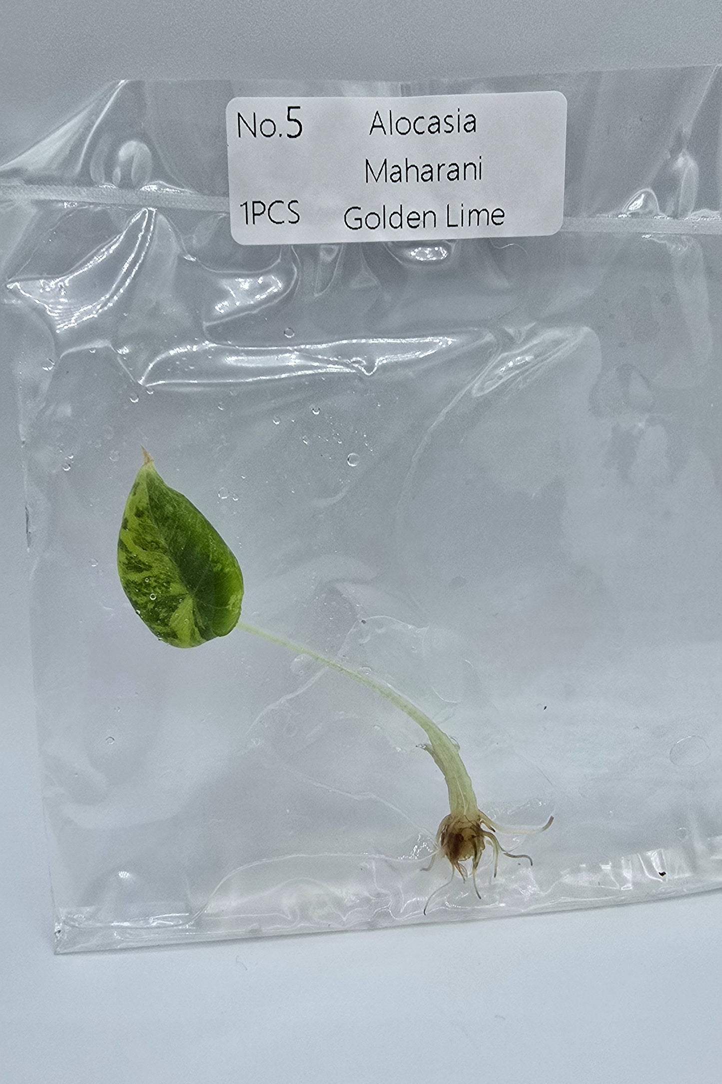 Alocasia Maharani Golden Lime Variegata