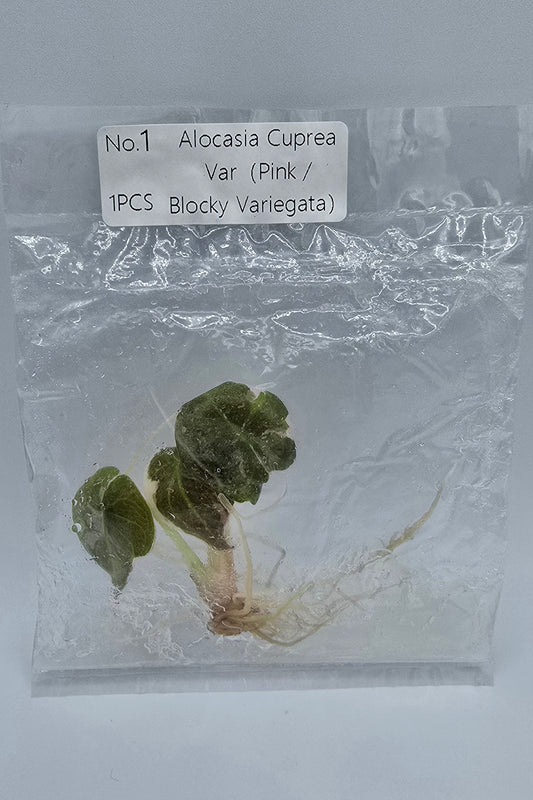 Alocasia Cuprea Pink Blocky Variegata