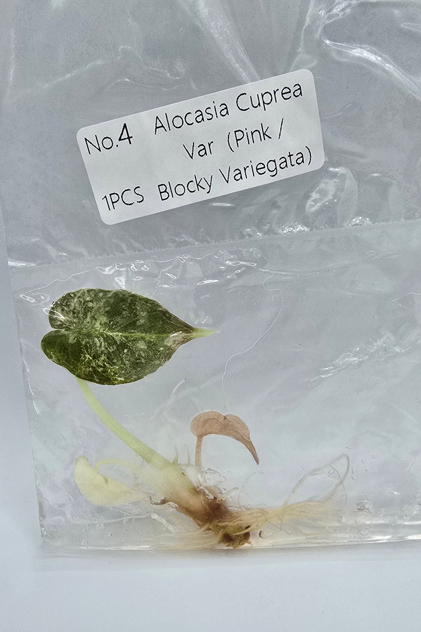 Alocasia Cuprea Pink Blocky Variegata