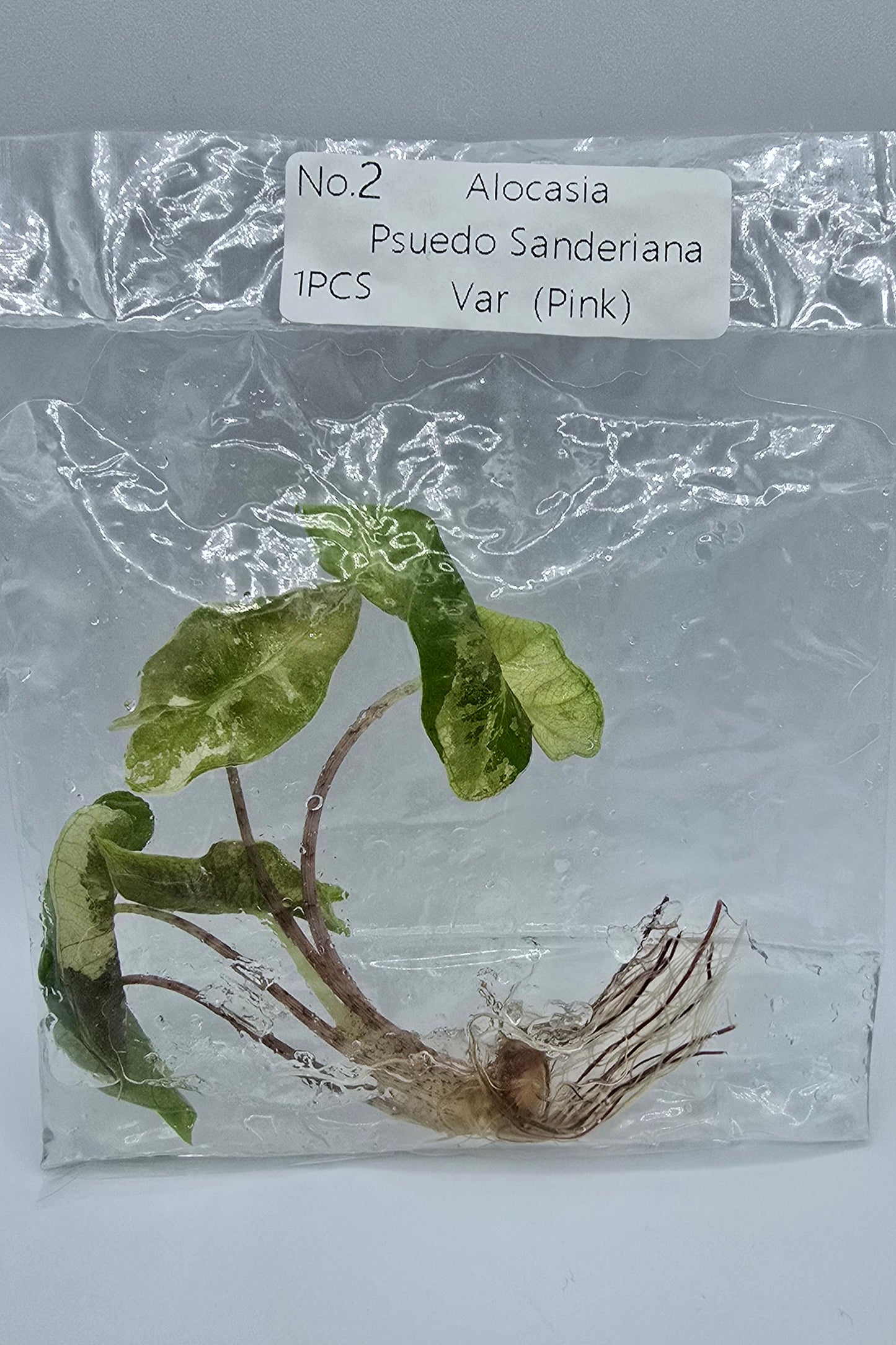 Alocasia Pseudo Sanderiana Pink Variegata