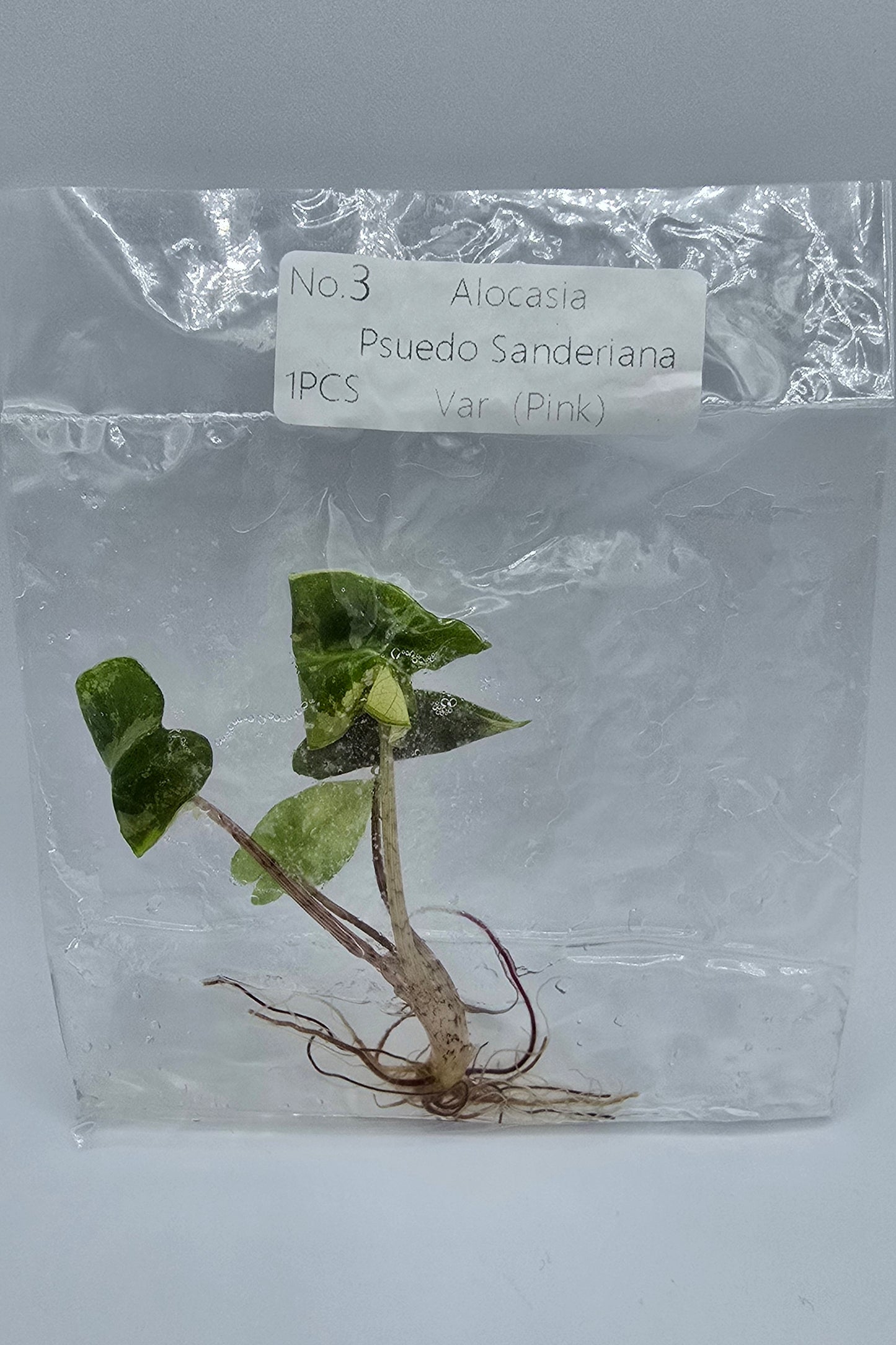 Alocasia Pseudo Sanderiana Pink Variegata