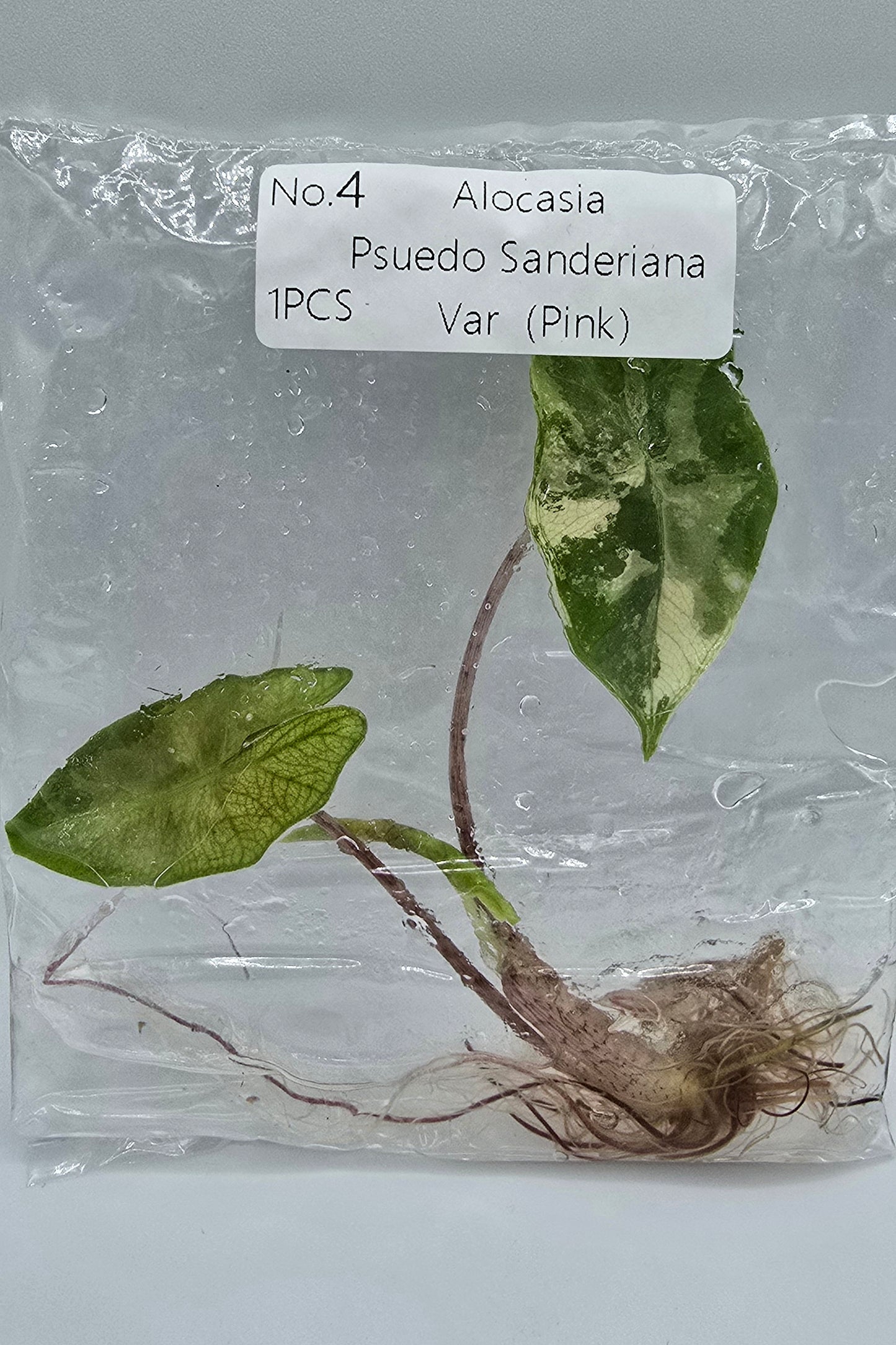 Alocasia Pseudo Sanderiana Pink Variegata