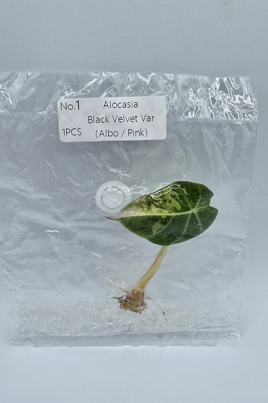 Alocasia Black Velvet Pink Variegata