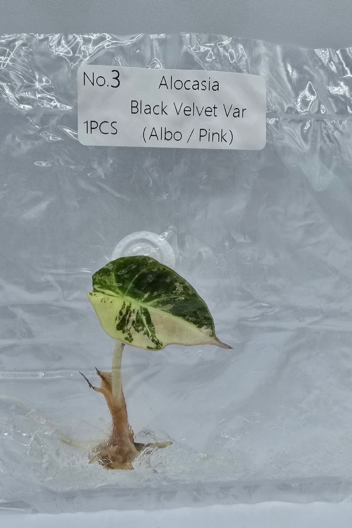 Alocasia Black Velvet Pink Variegata