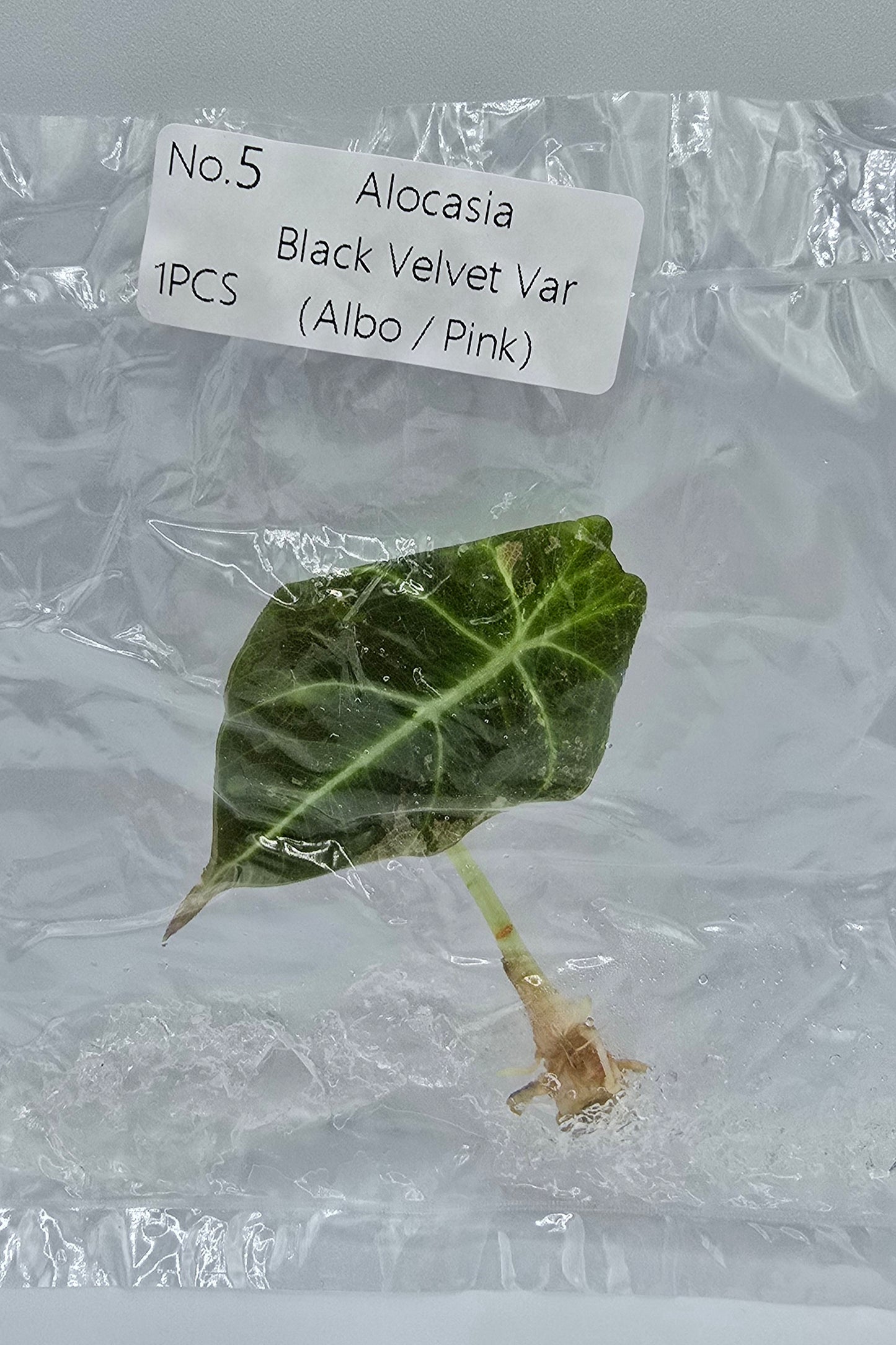 Alocasia Black Velvet Pink Variegata