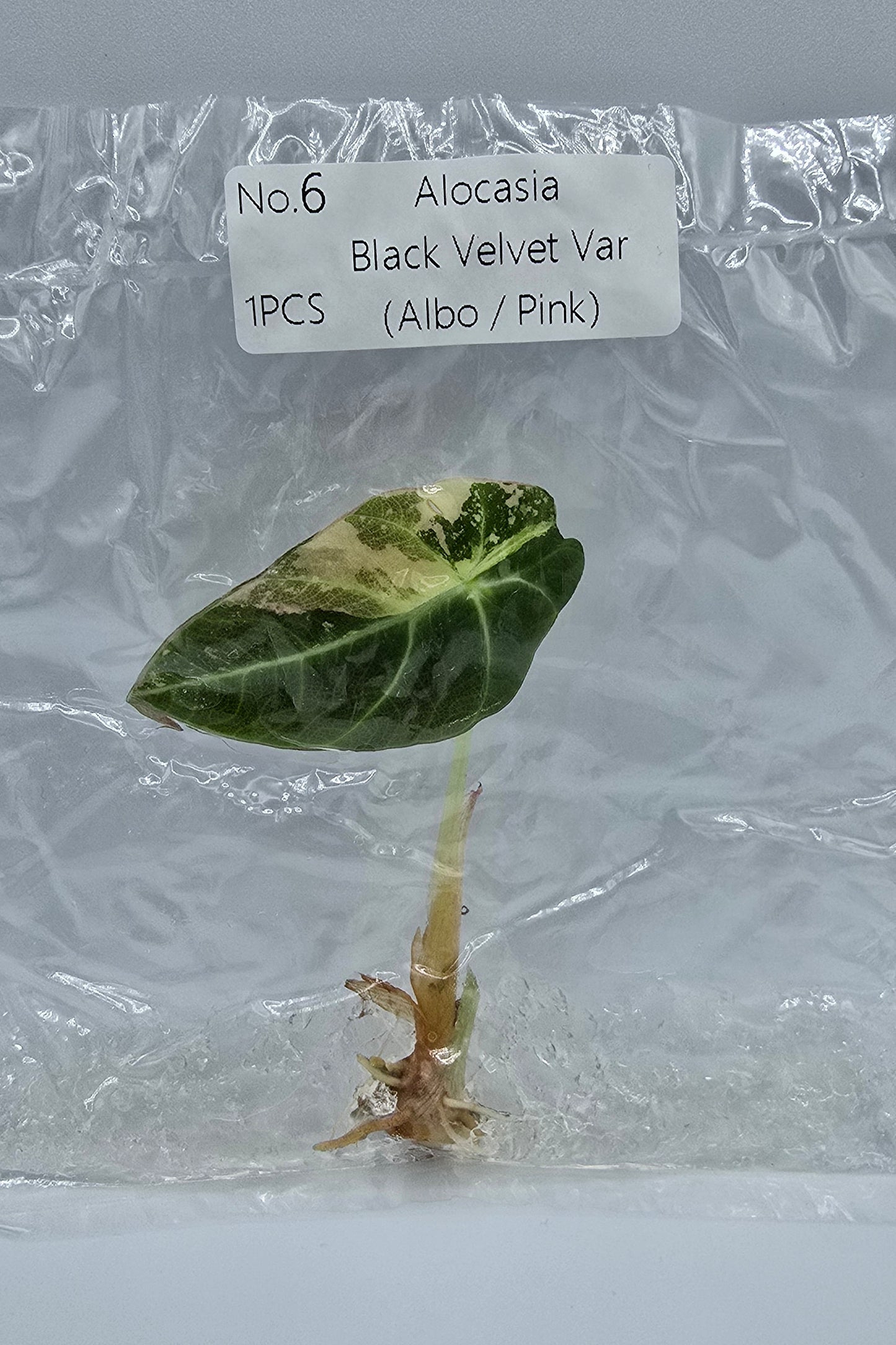 Alocasia Black Velvet Pink Variegata