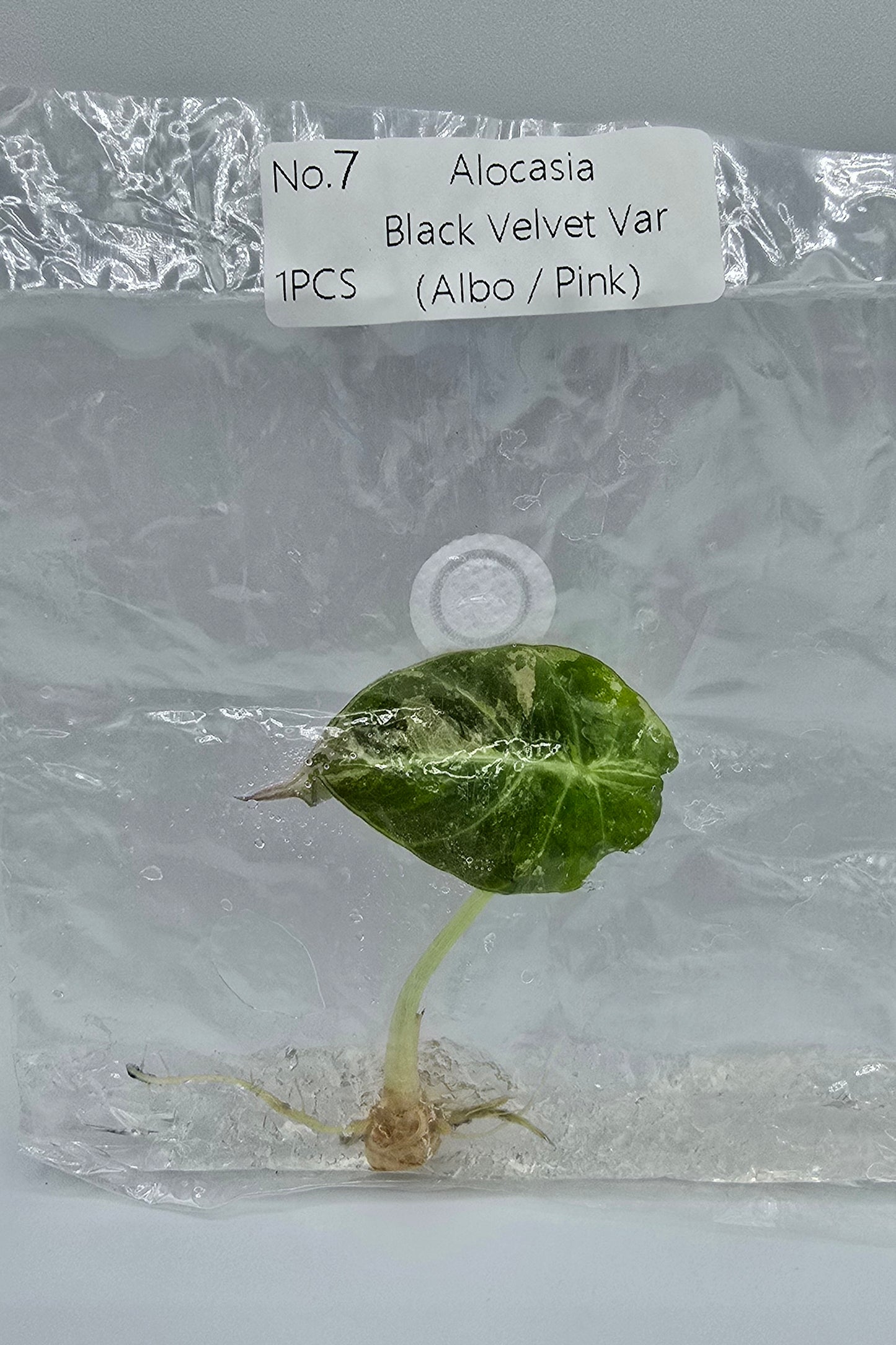 Alocasia Black Velvet Pink Variegata