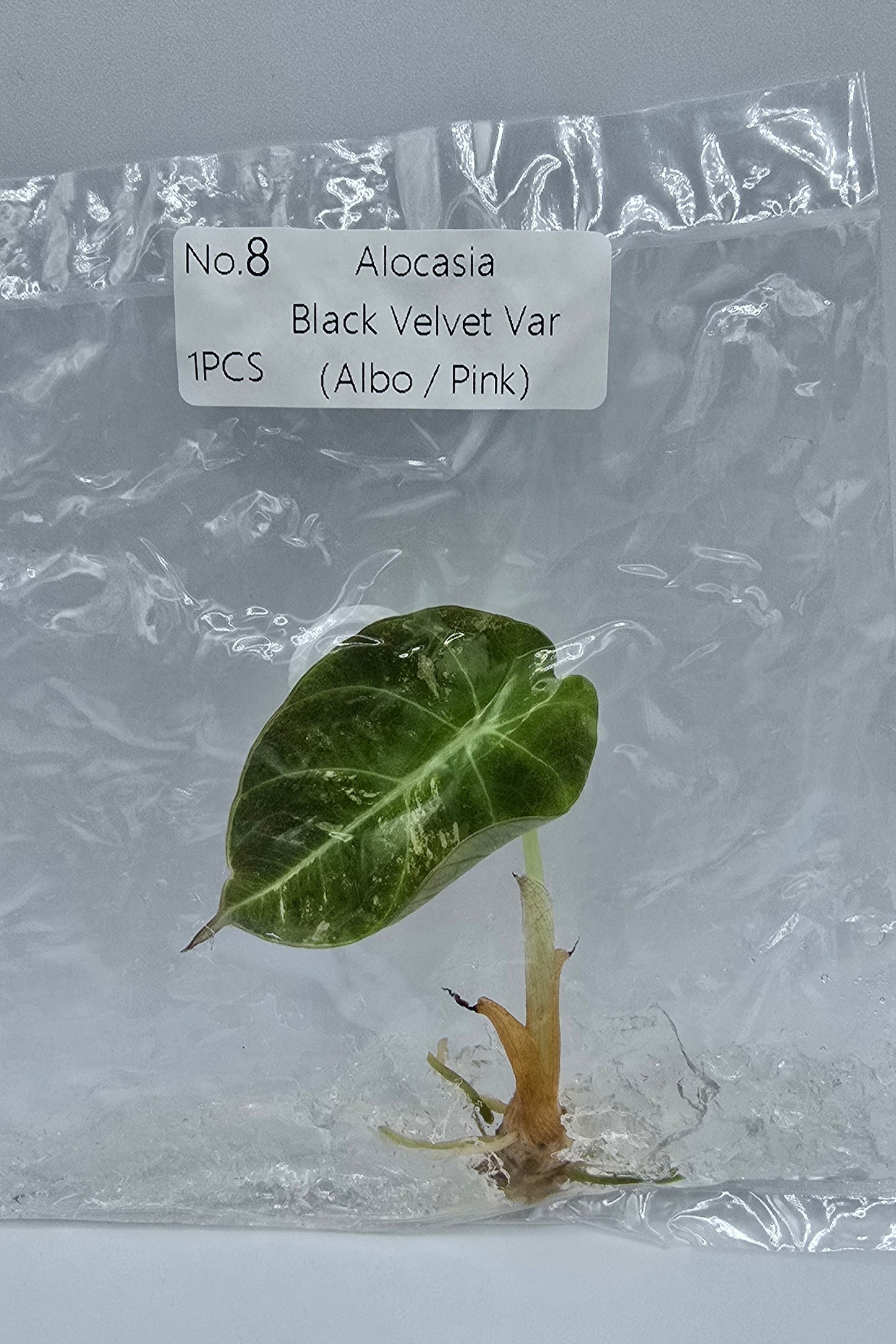 Alocasia Black Velvet Pink Variegata