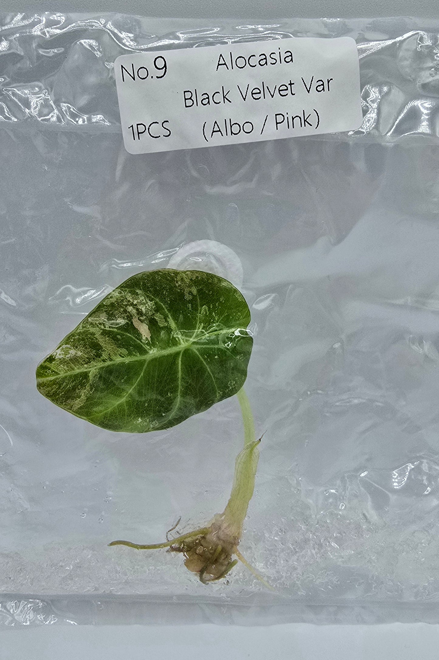 Alocasia Black Velvet Pink Variegata