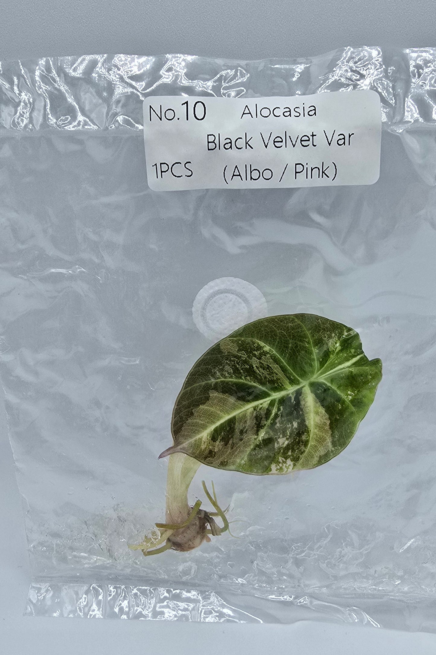 Alocasia Black Velvet Pink Variegata