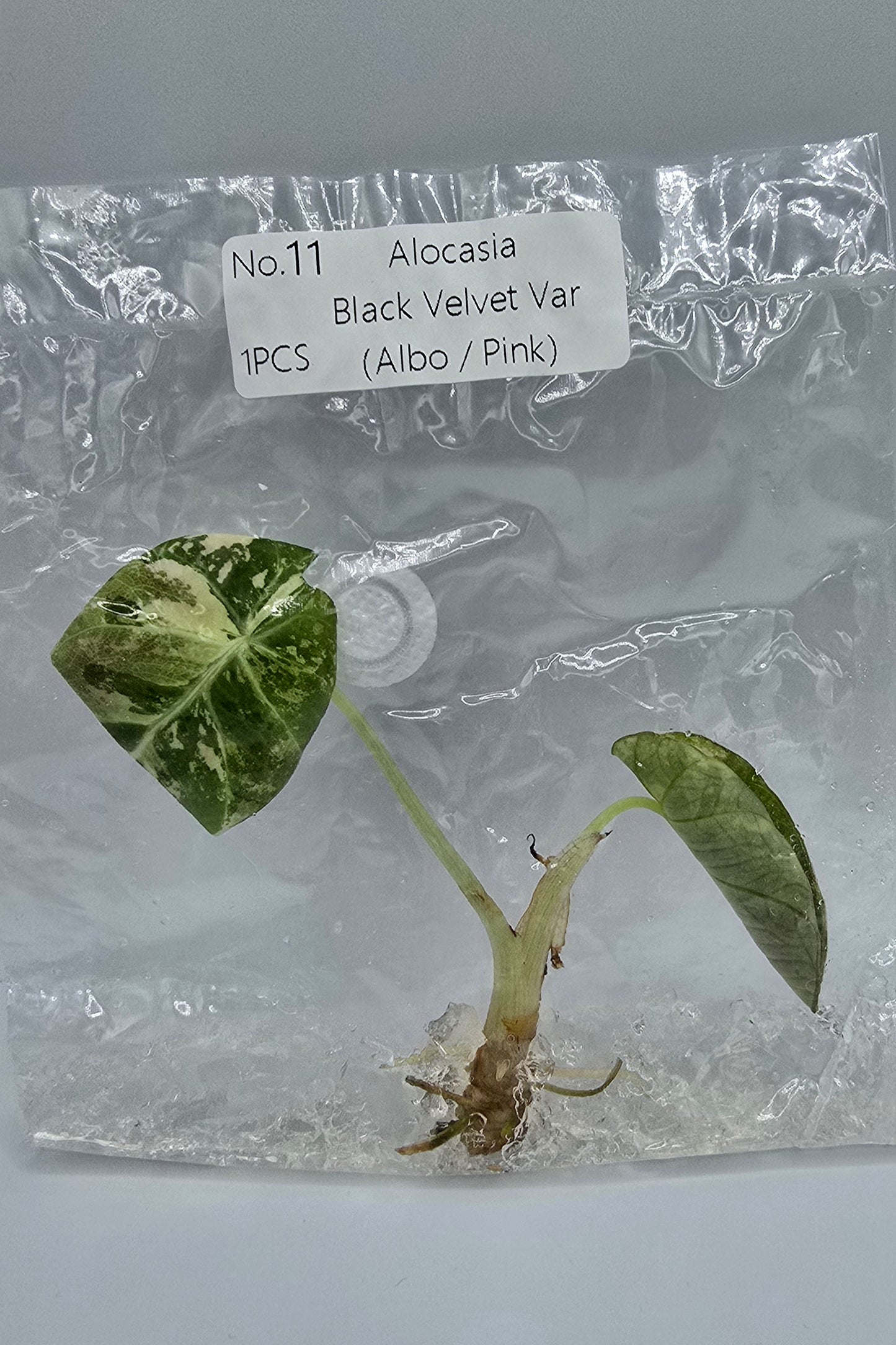 Alocasia Black Velvet Pink Variegata