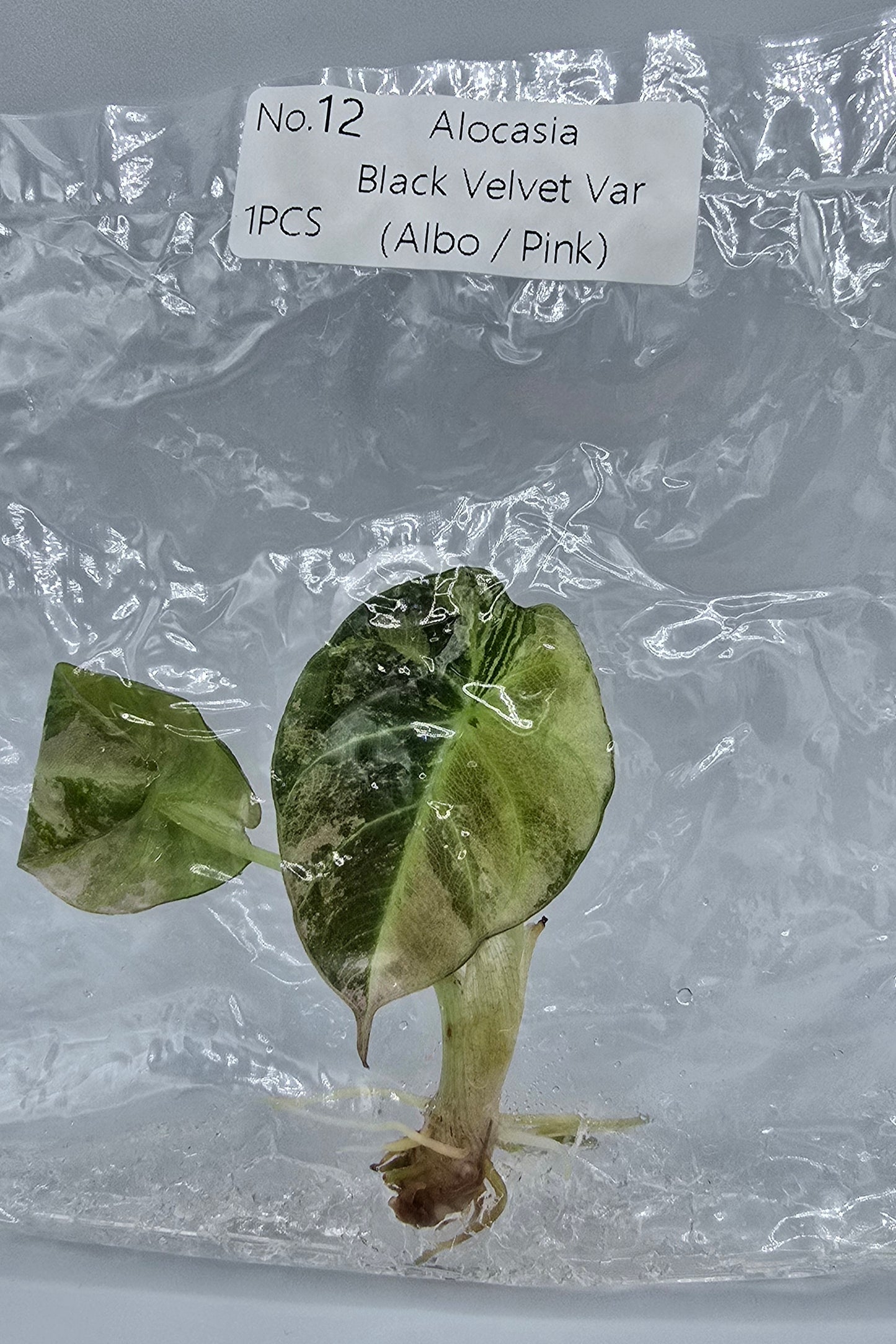 Alocasia Black Velvet Pink Variegata