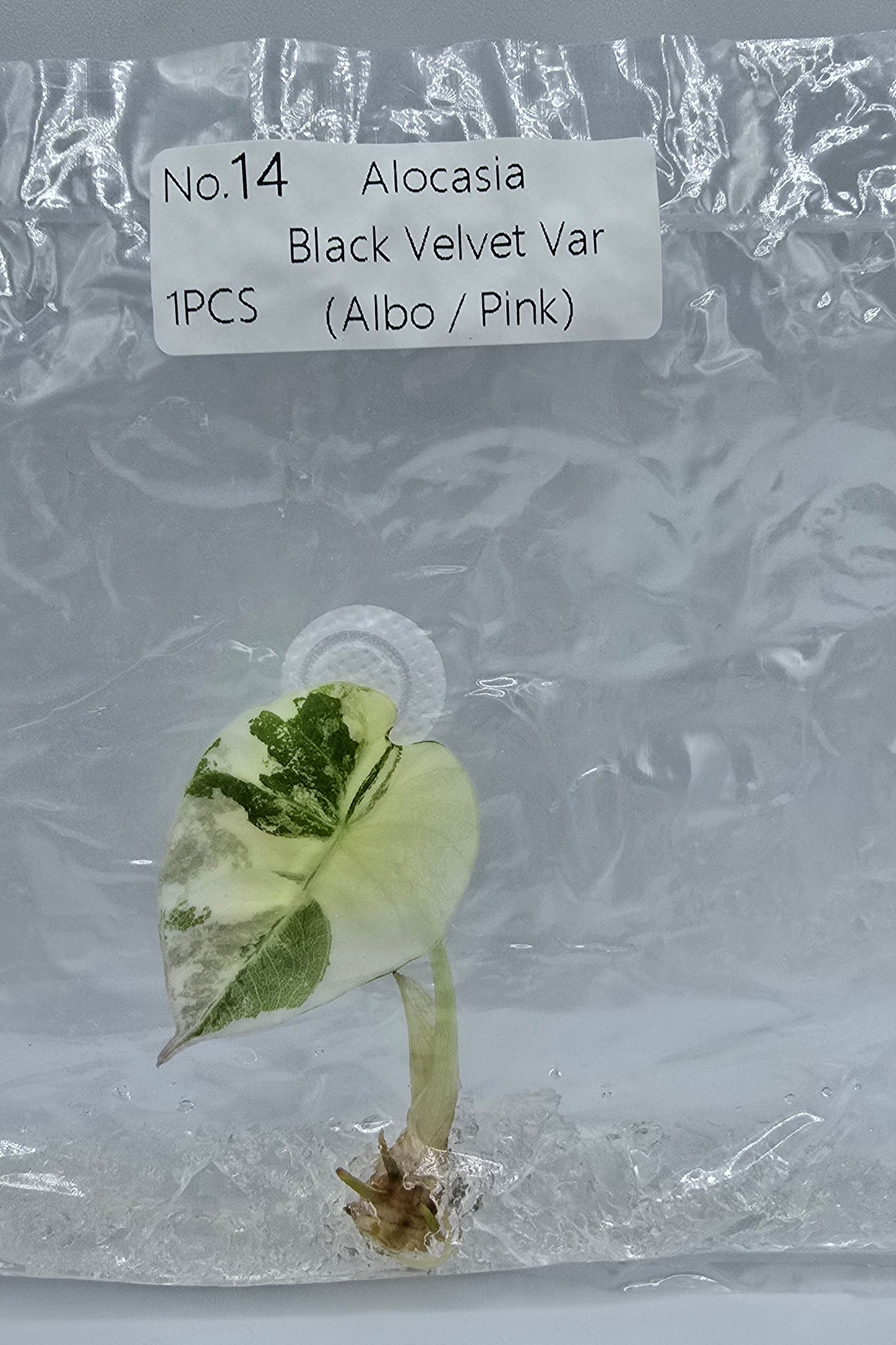 Alocasia Black Velvet Pink Variegata