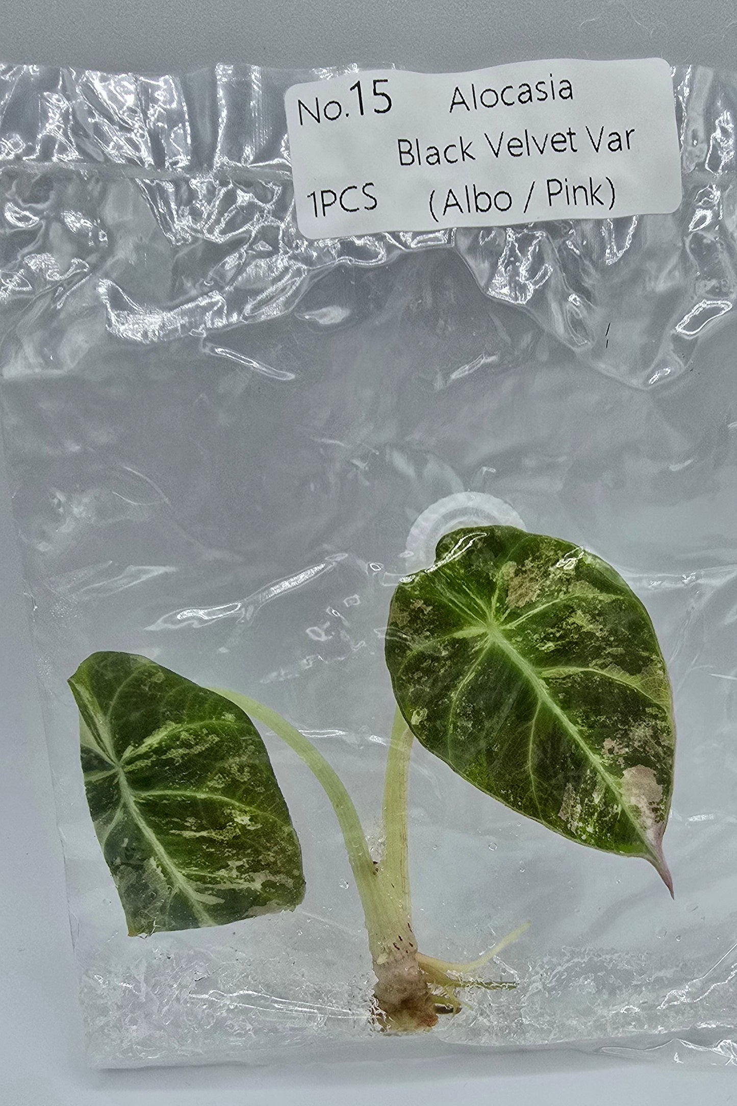 Alocasia Black Velvet Pink Variegata