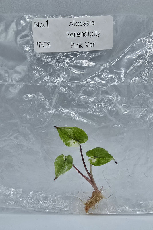 Alocasia Serendipity Pink Variegata