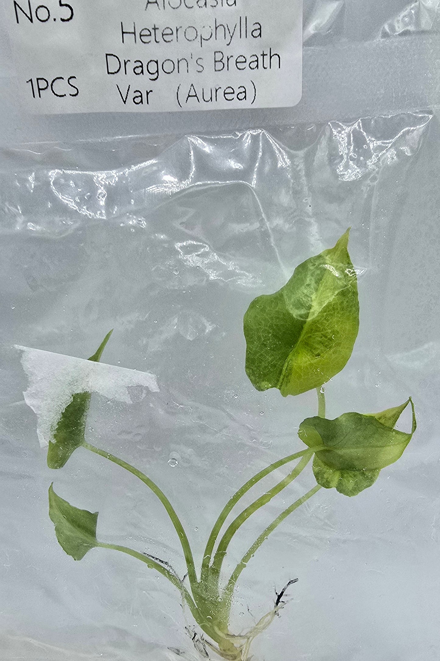 Alocasia Heterophylla Dragon Breath Aurea Variegata