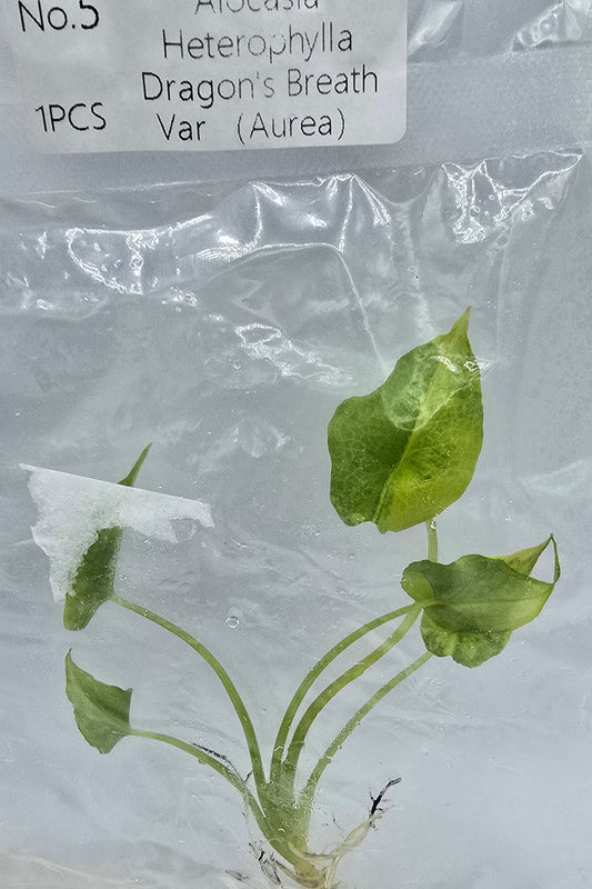 Alocasia Heterophylla Dragon Breath Aurea Variegata