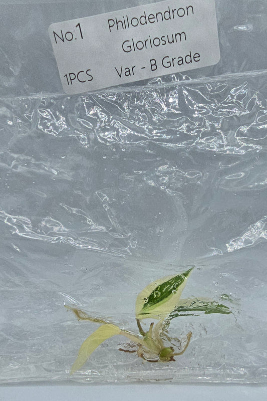 Philodendron Gloriosum Variegata