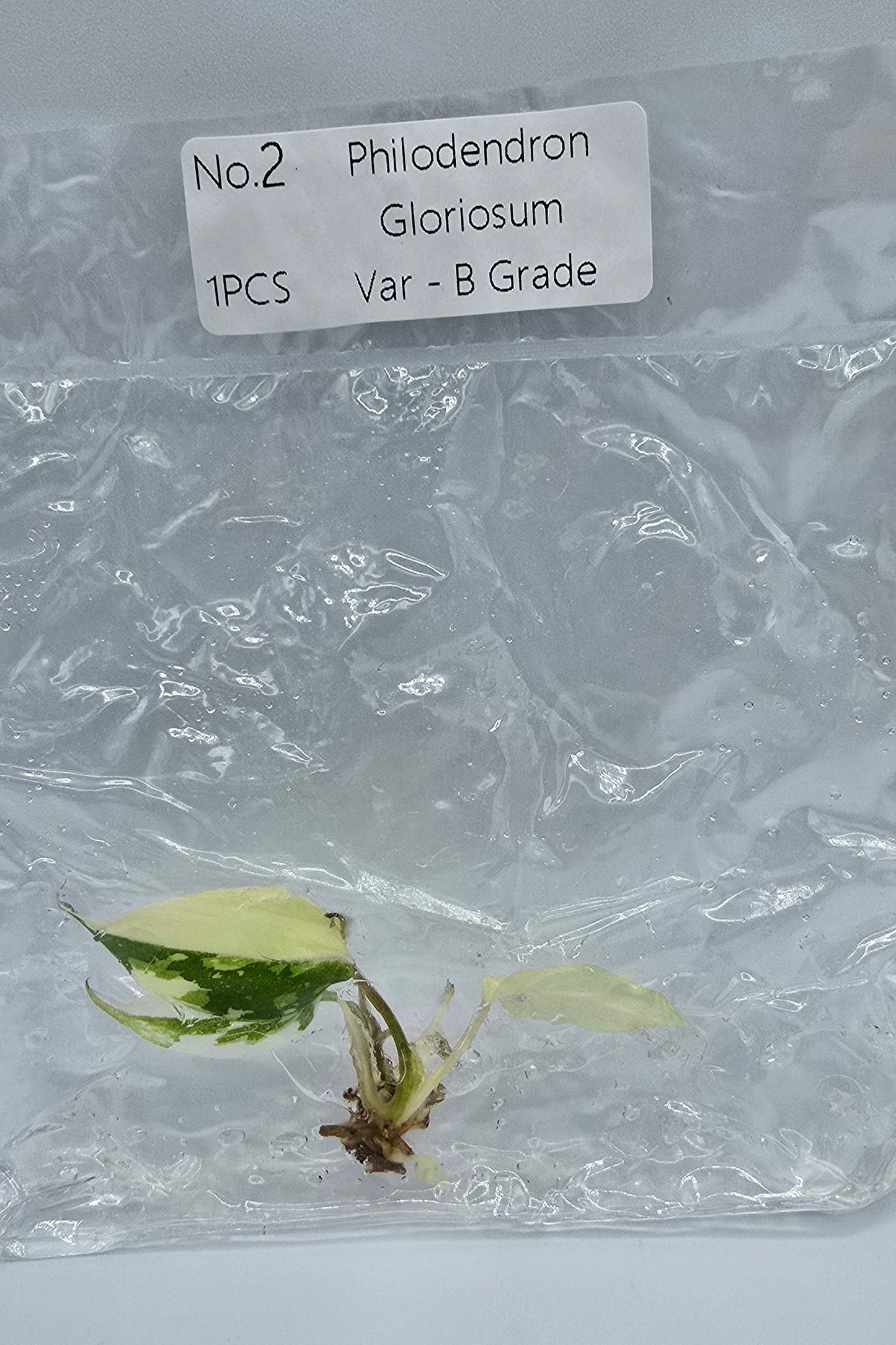 Philodendron Gloriosum Variegata