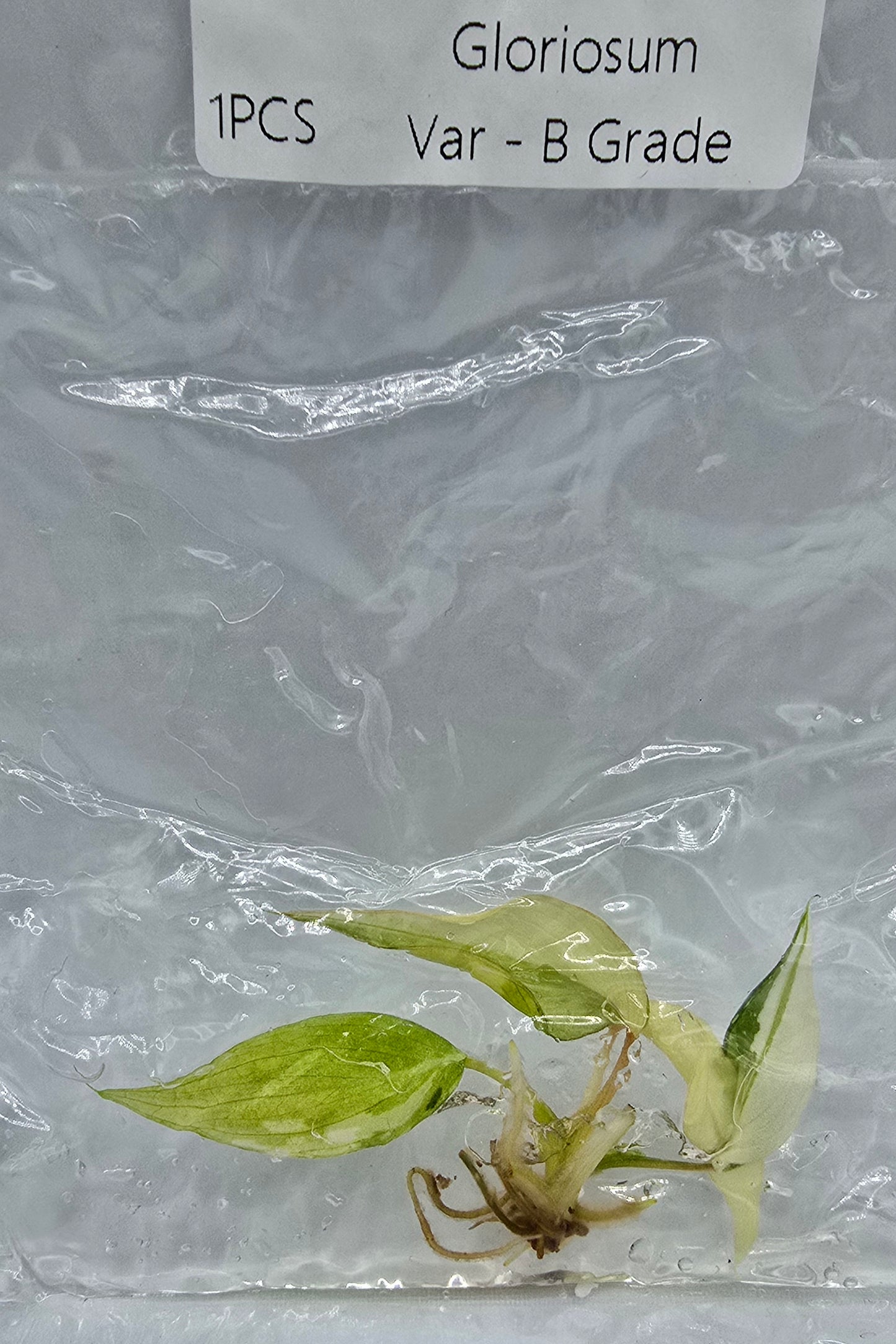 Philodendron Gloriosum Variegata