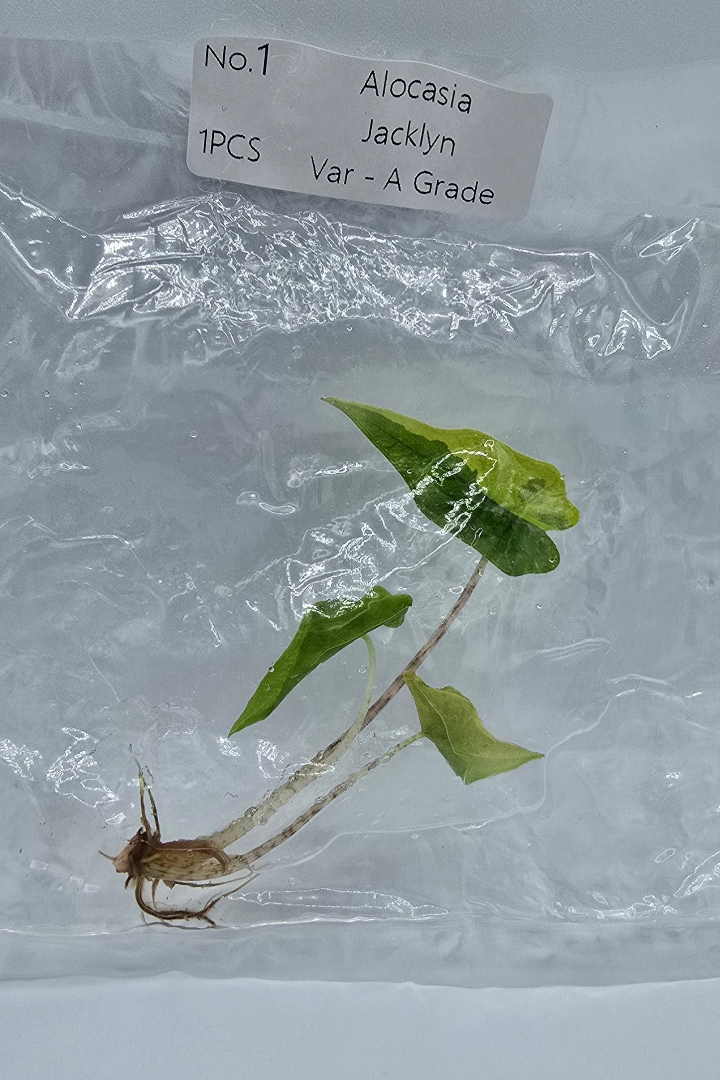 Alocasia Jacklyn Aurea Variegata