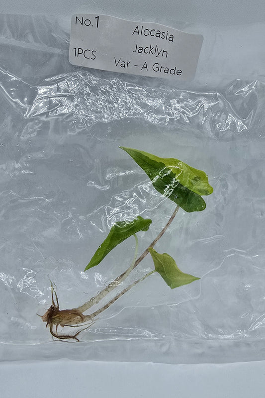 Alocasia Jacklyn Aurea Variegata