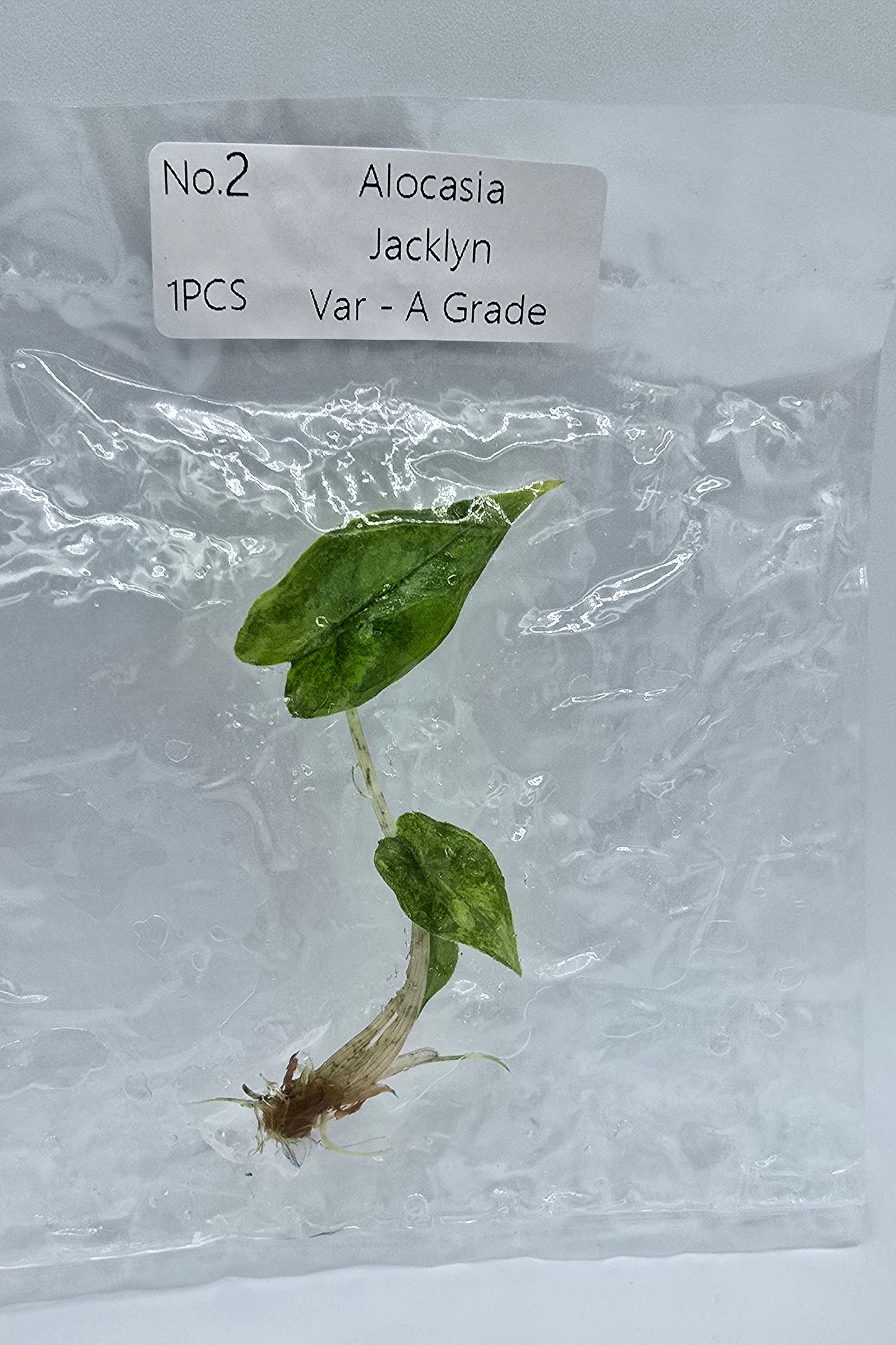 Alocasia Jacklyn Aurea Variegata