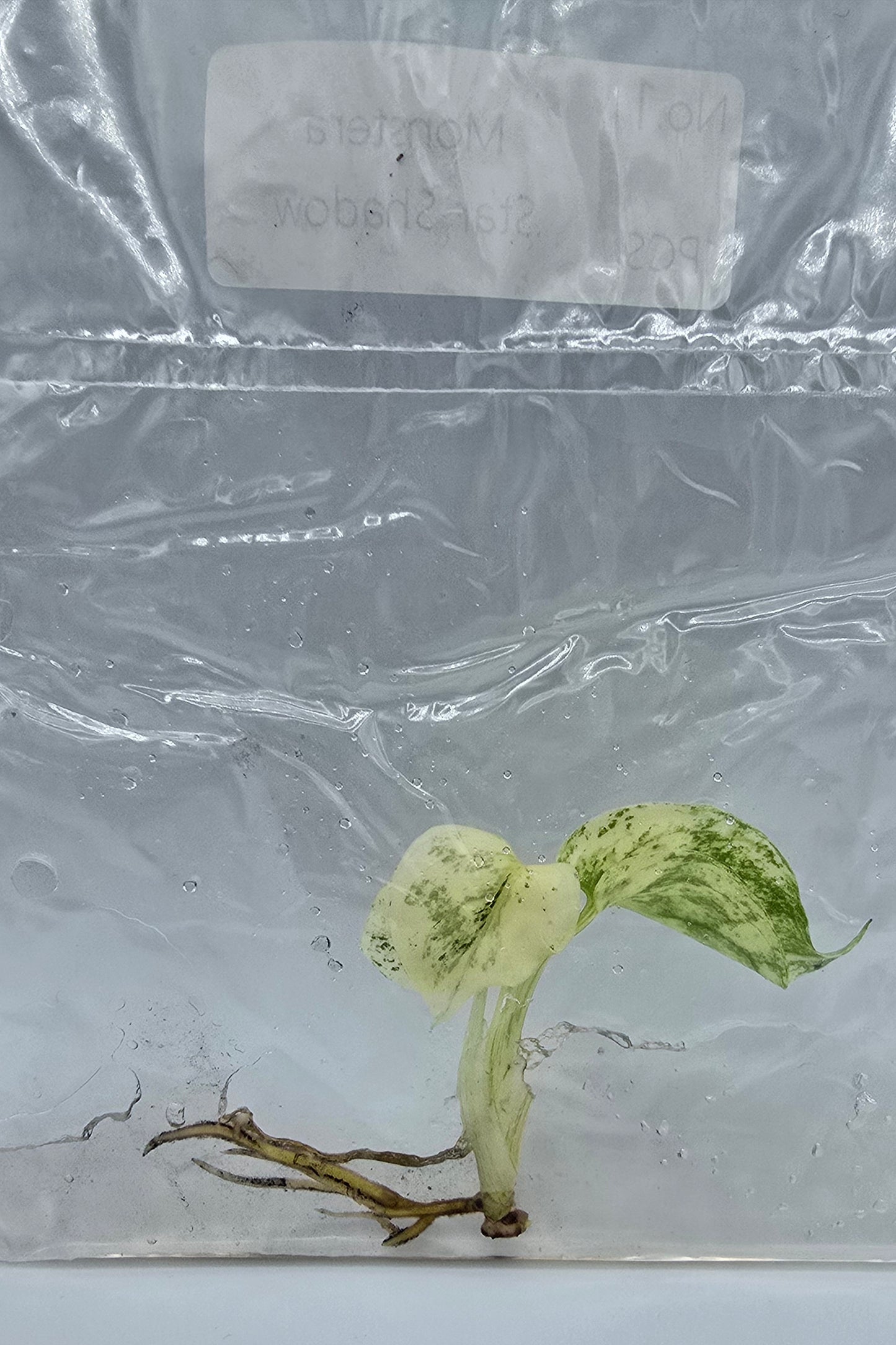 Monstera Star Shadow Variegata