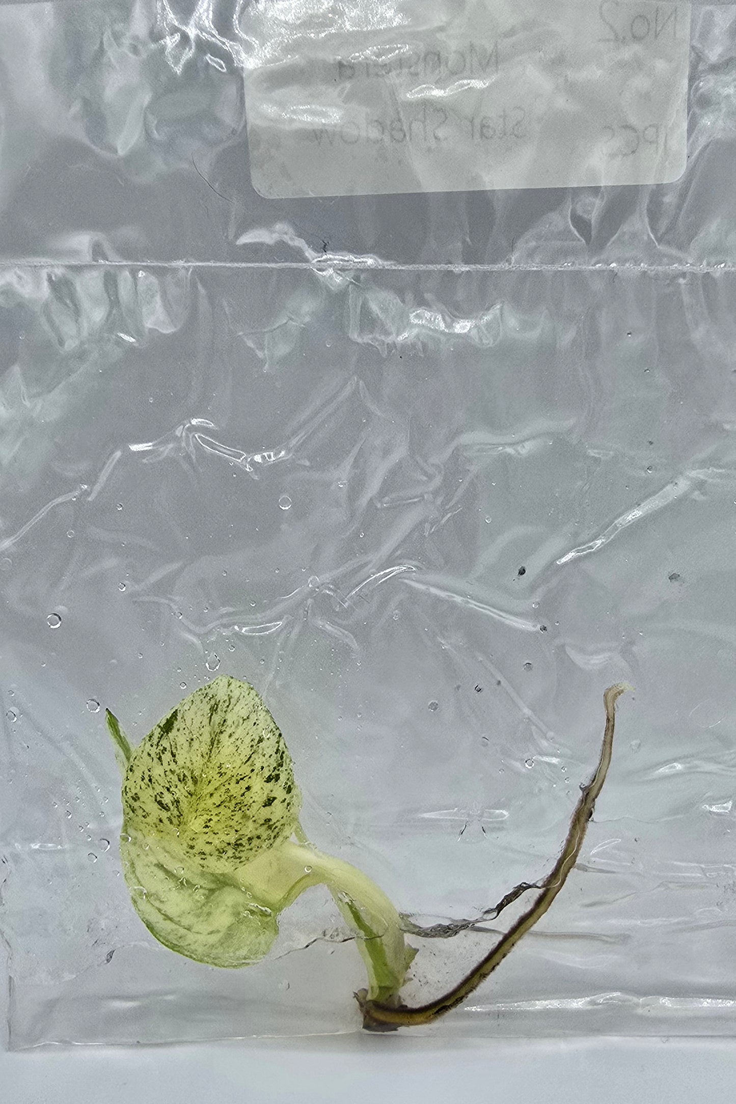 Monstera Star Shadow Variegata