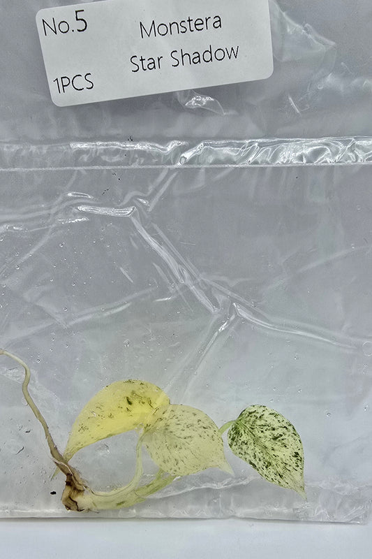 Monstera Star Shadow Variegata