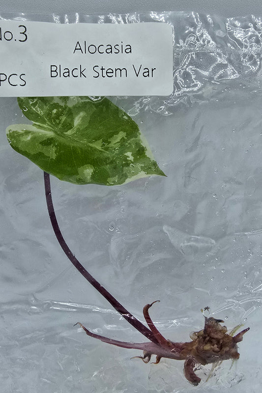 Alocasia Black Stem Variegata