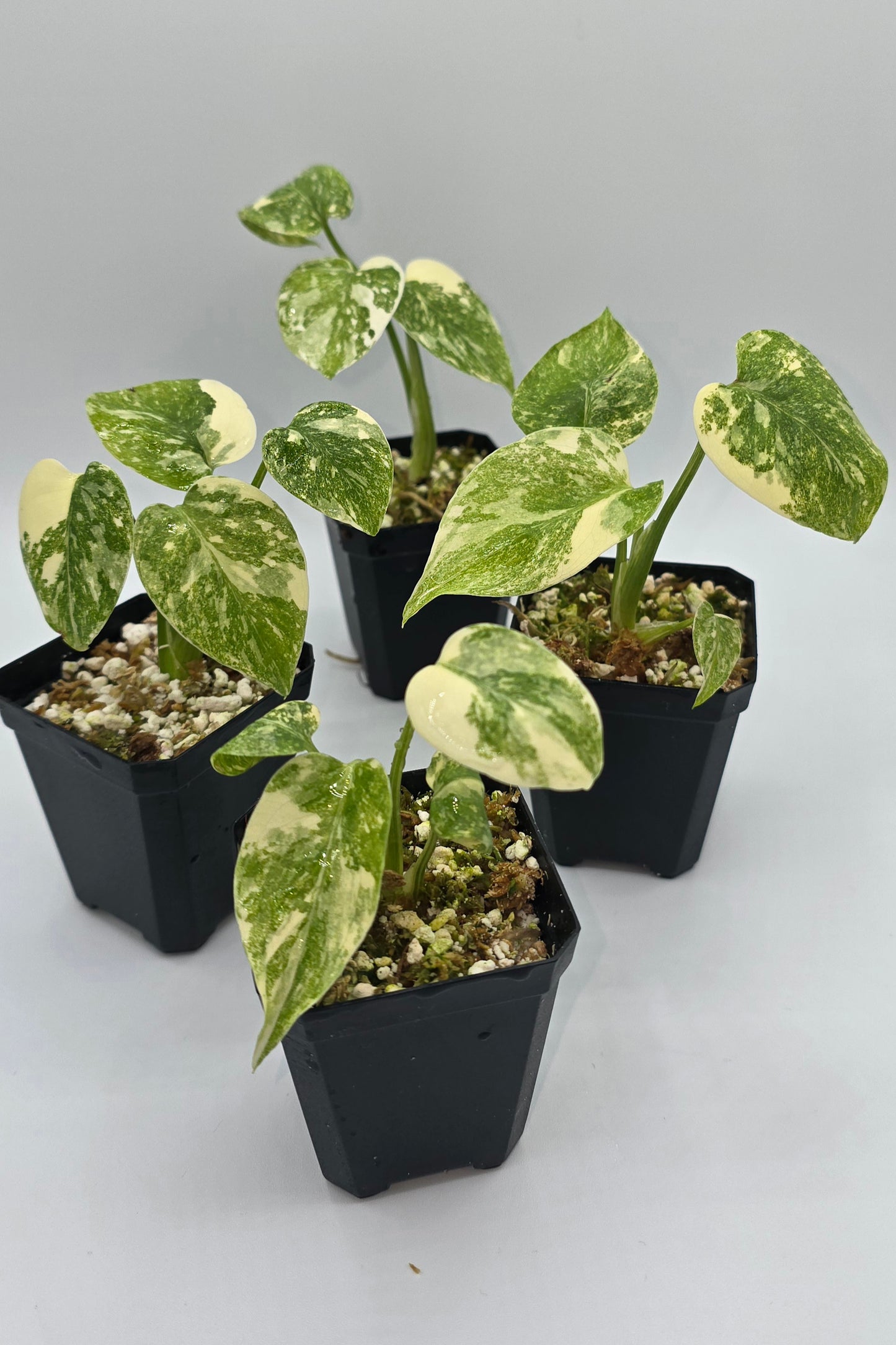 Monstera Deliciosa Cream Cheese Variegata