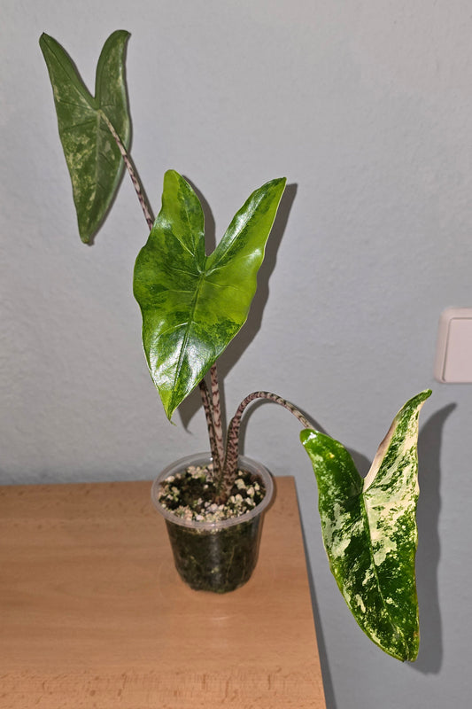 Alocasia Zebrina Yellow Variegata