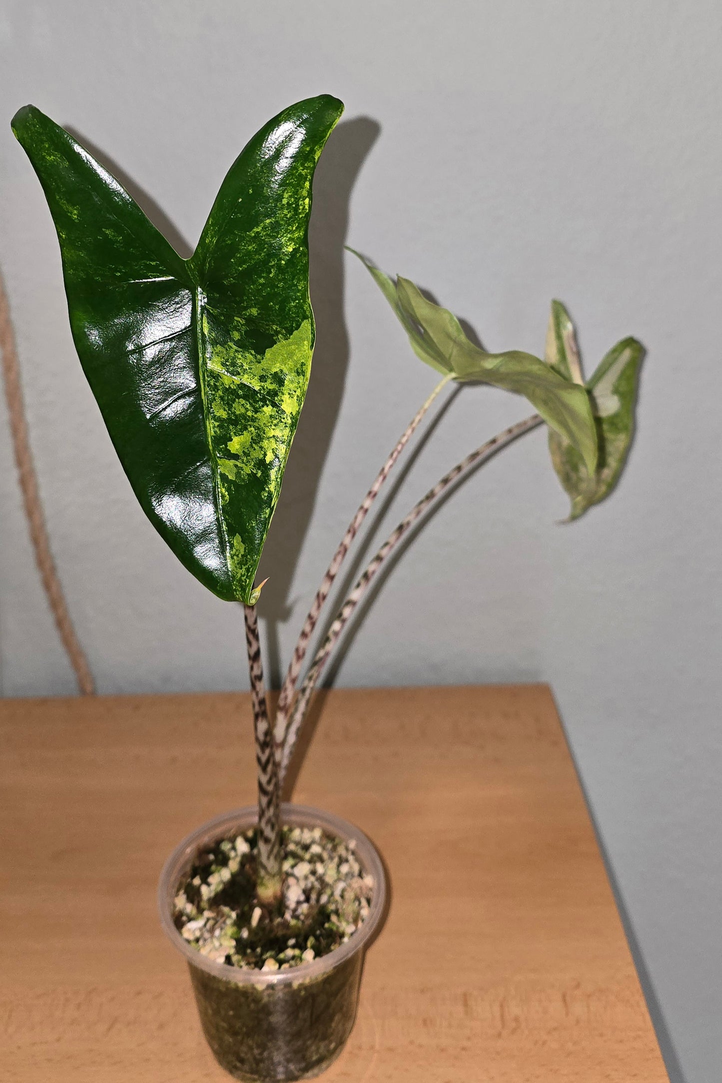 Alocasia Zebrina Yellow Variegata