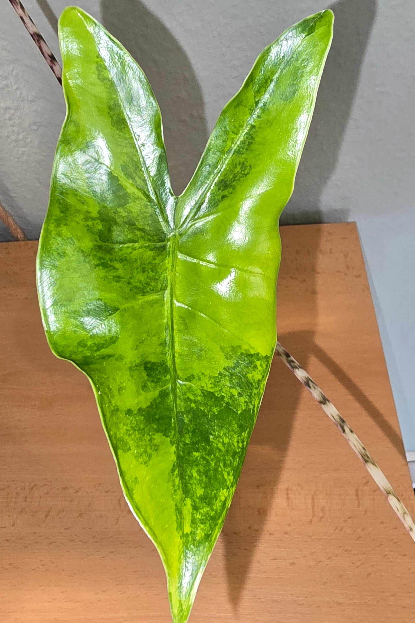 Alocasia Zebrina Yellow Variegata