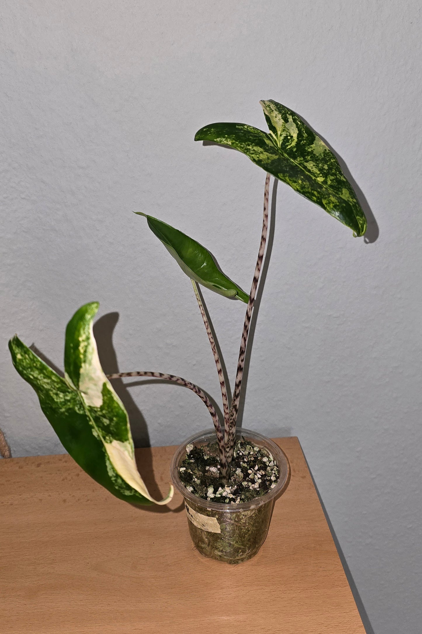 Alocasia Zebrina Yellow Variegata