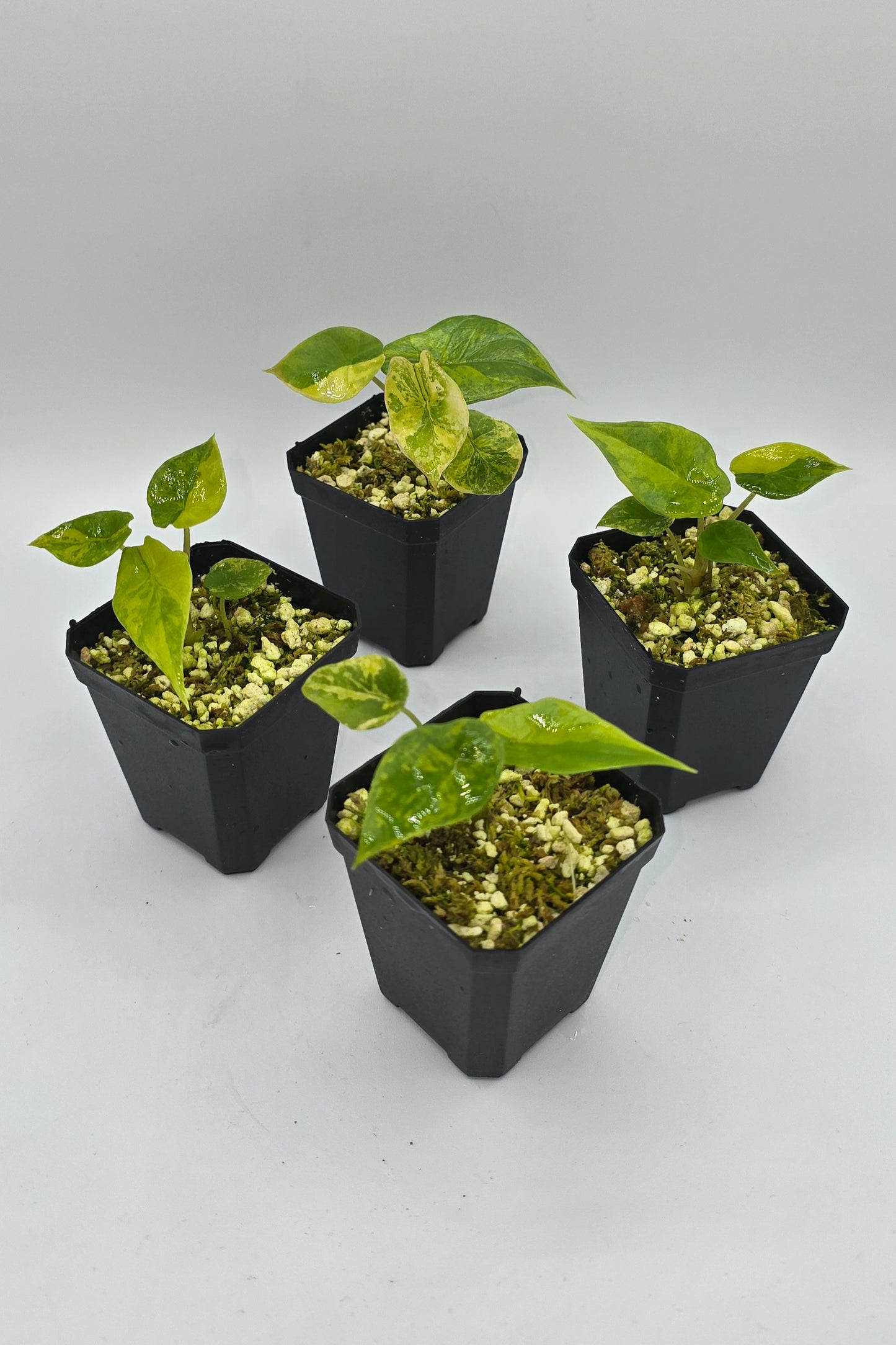 Alocasia Scalprum Aurea Variegata