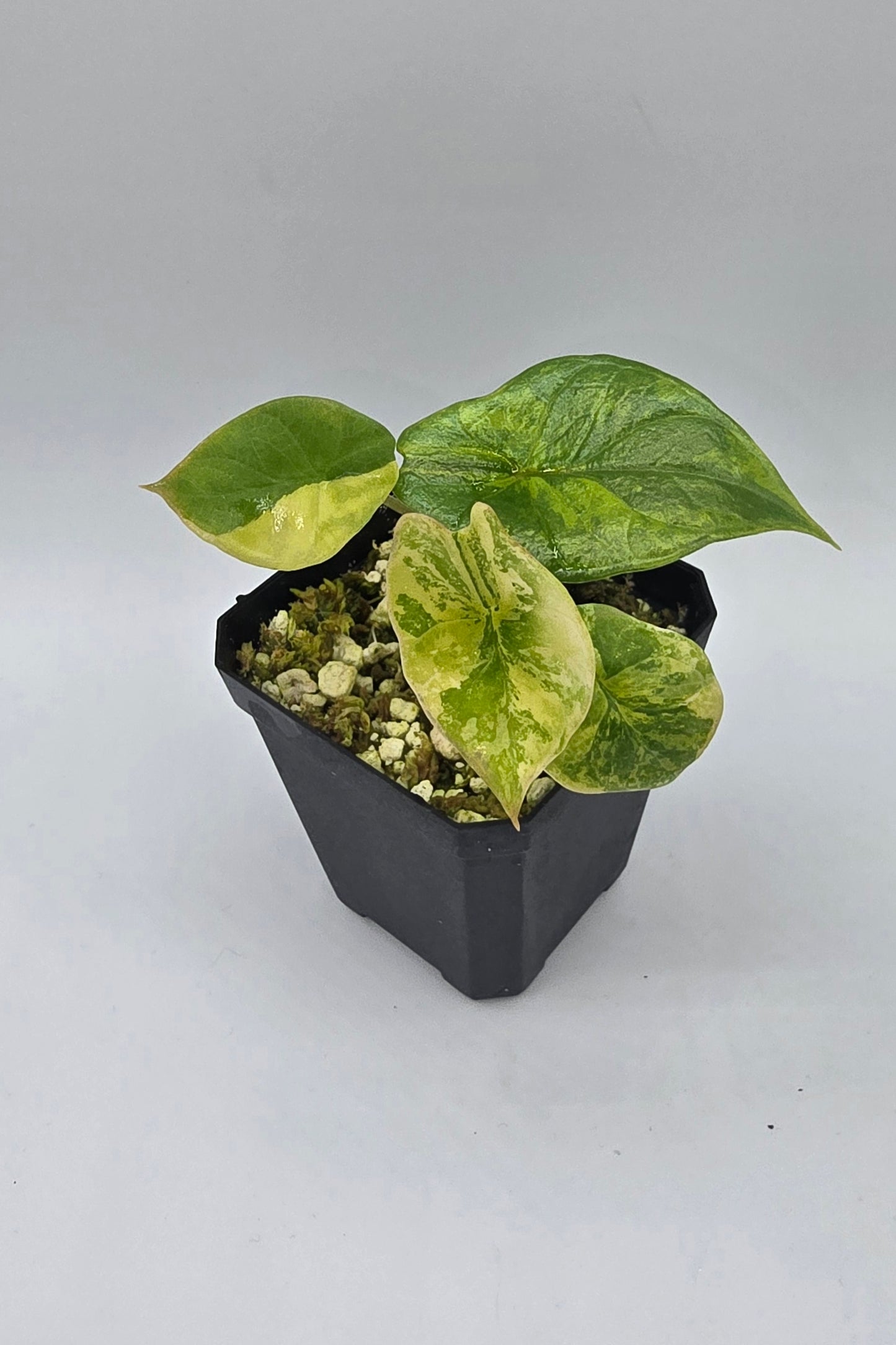 Alocasia Scalprum Aurea Variegata