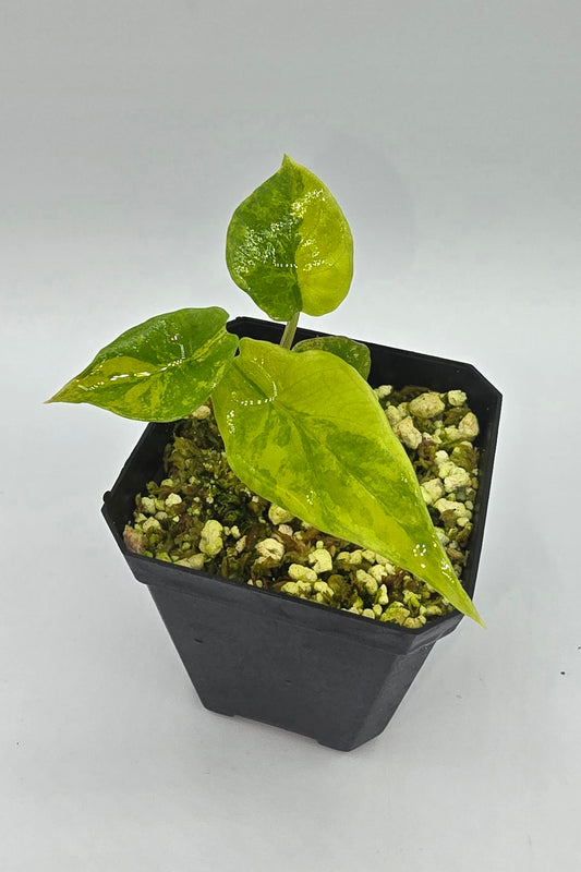 Alocasia Scalprum Aurea Variegata